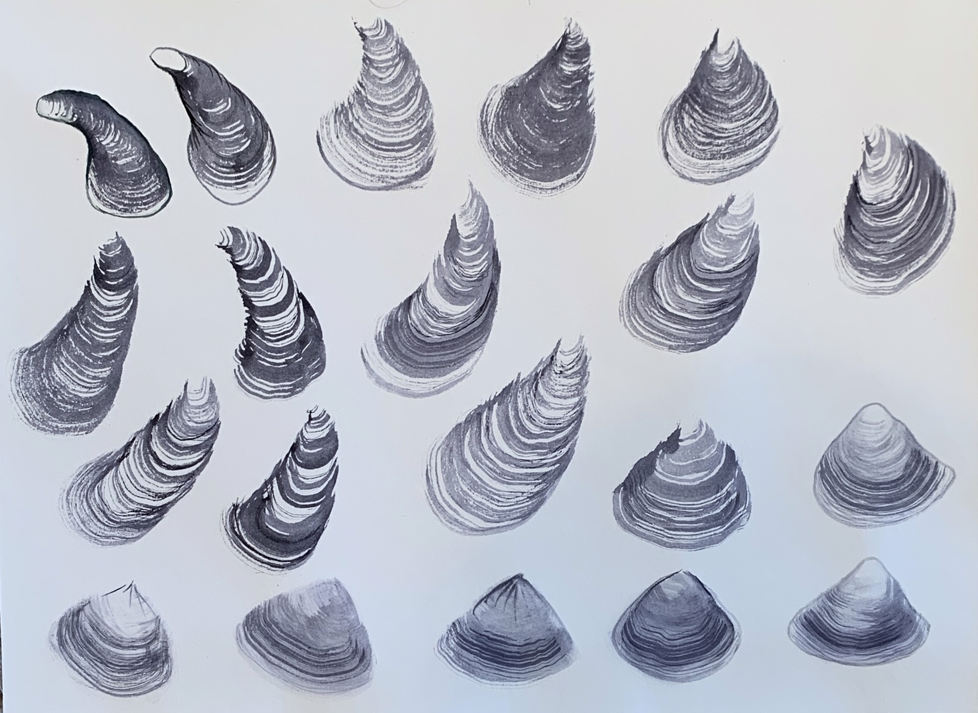Shells by Renee Stramel