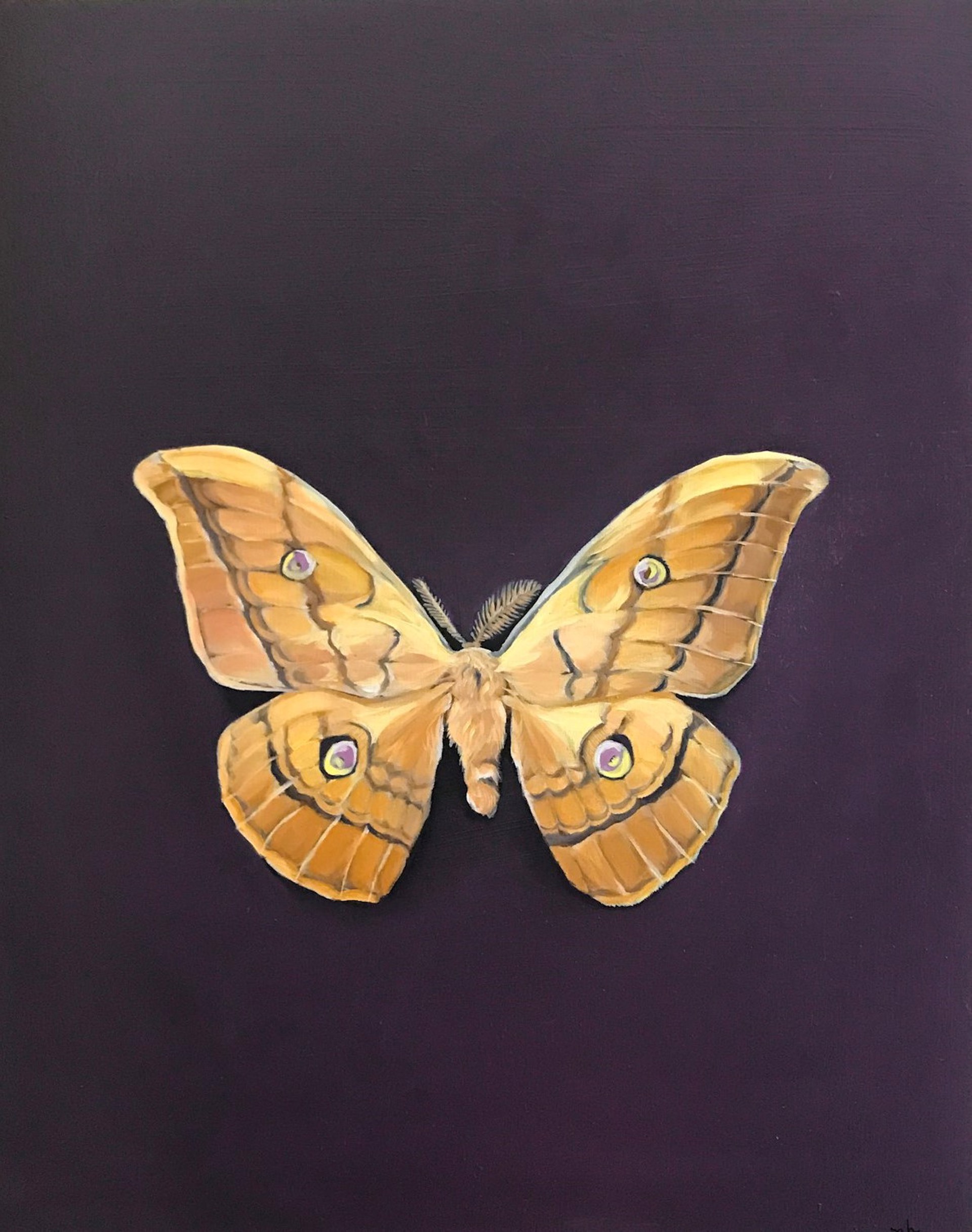 Yellow Saturn Moth by Noelle Holler
