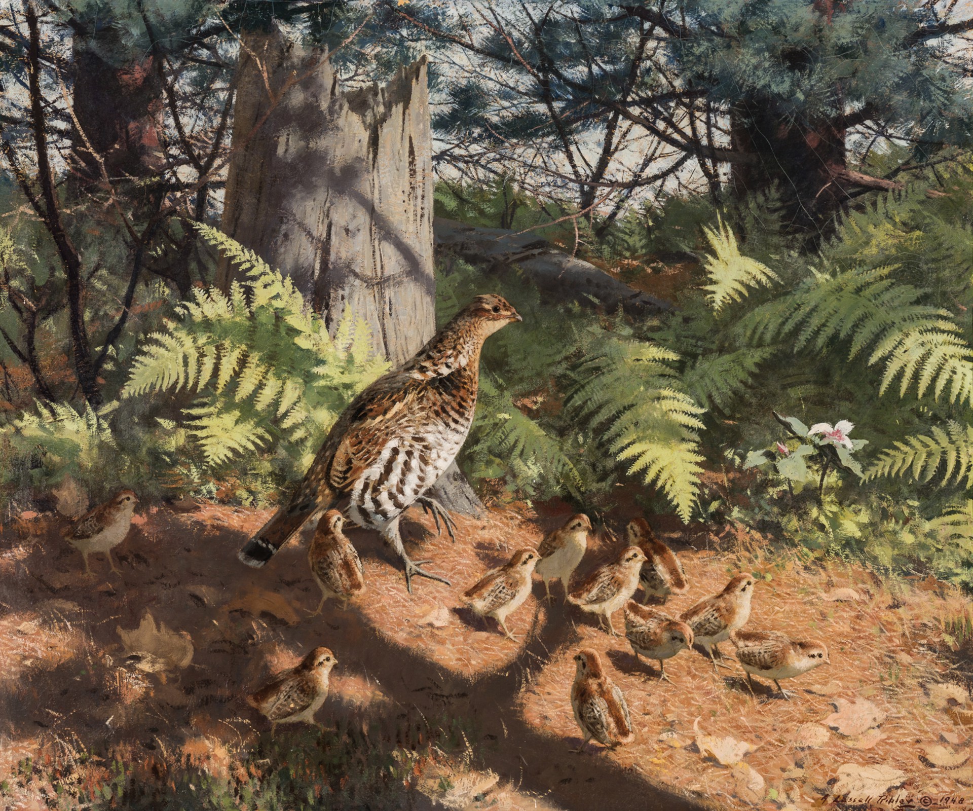 THE GROUSE’S BROOD by Aiden Lassell Ripley