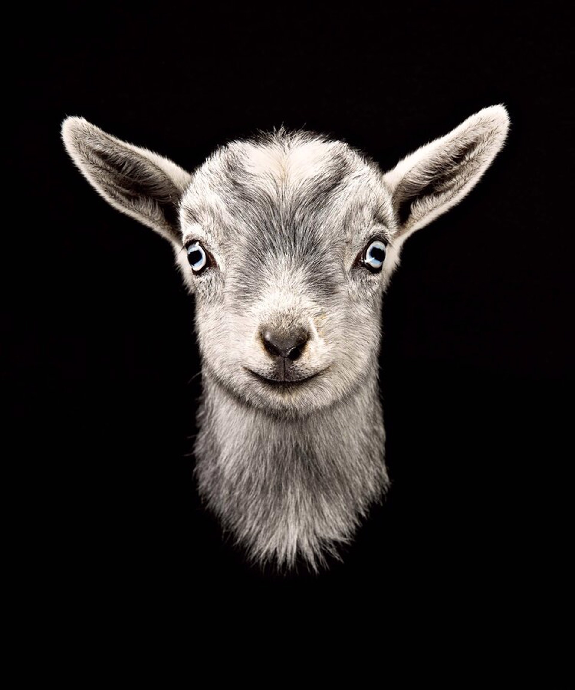 Griffin, Nigerian Dwarf Goat Kid by Evan Kafka