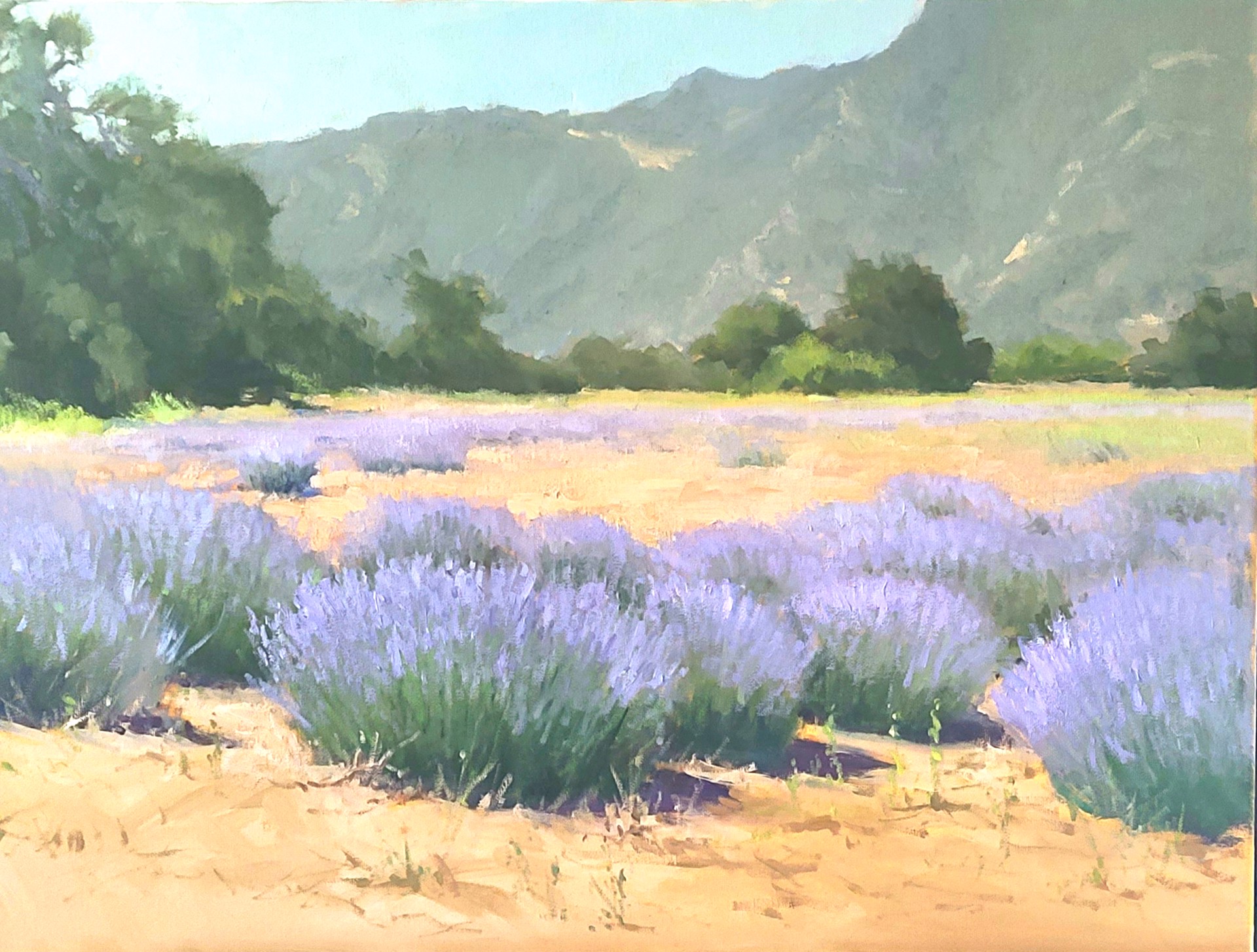 Lavender Field by Jacobus Baas