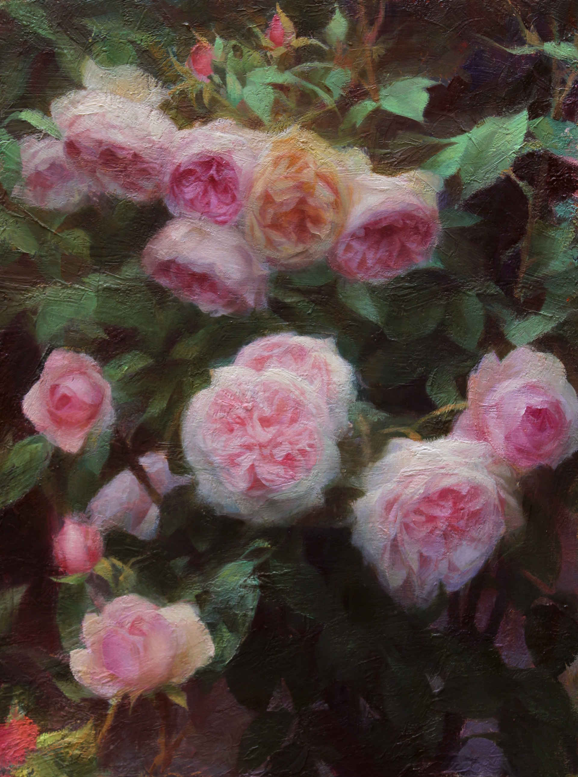 Oxford Roses by Adrienne Stein