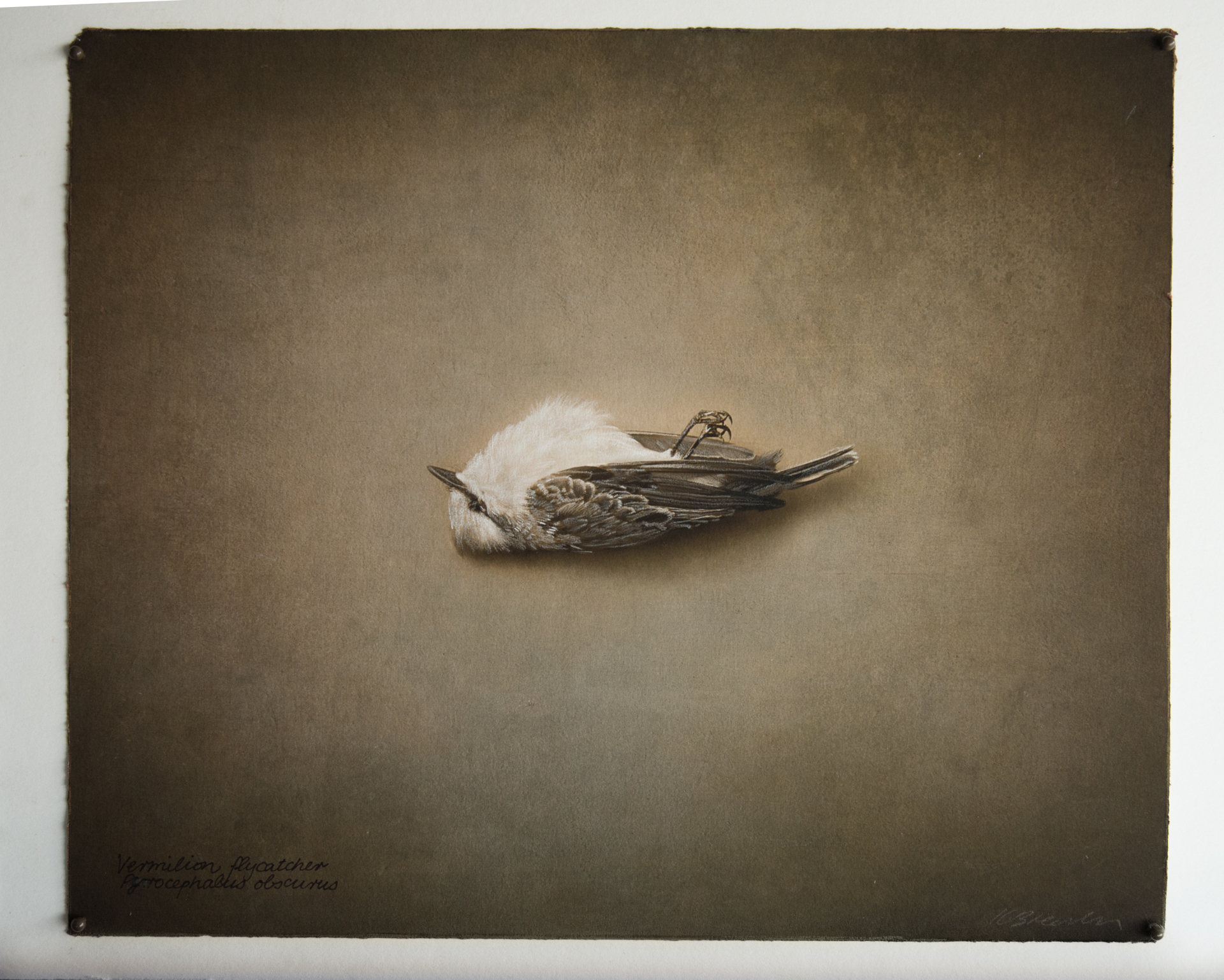 Vermillion Flycatcher by Kate Breakey