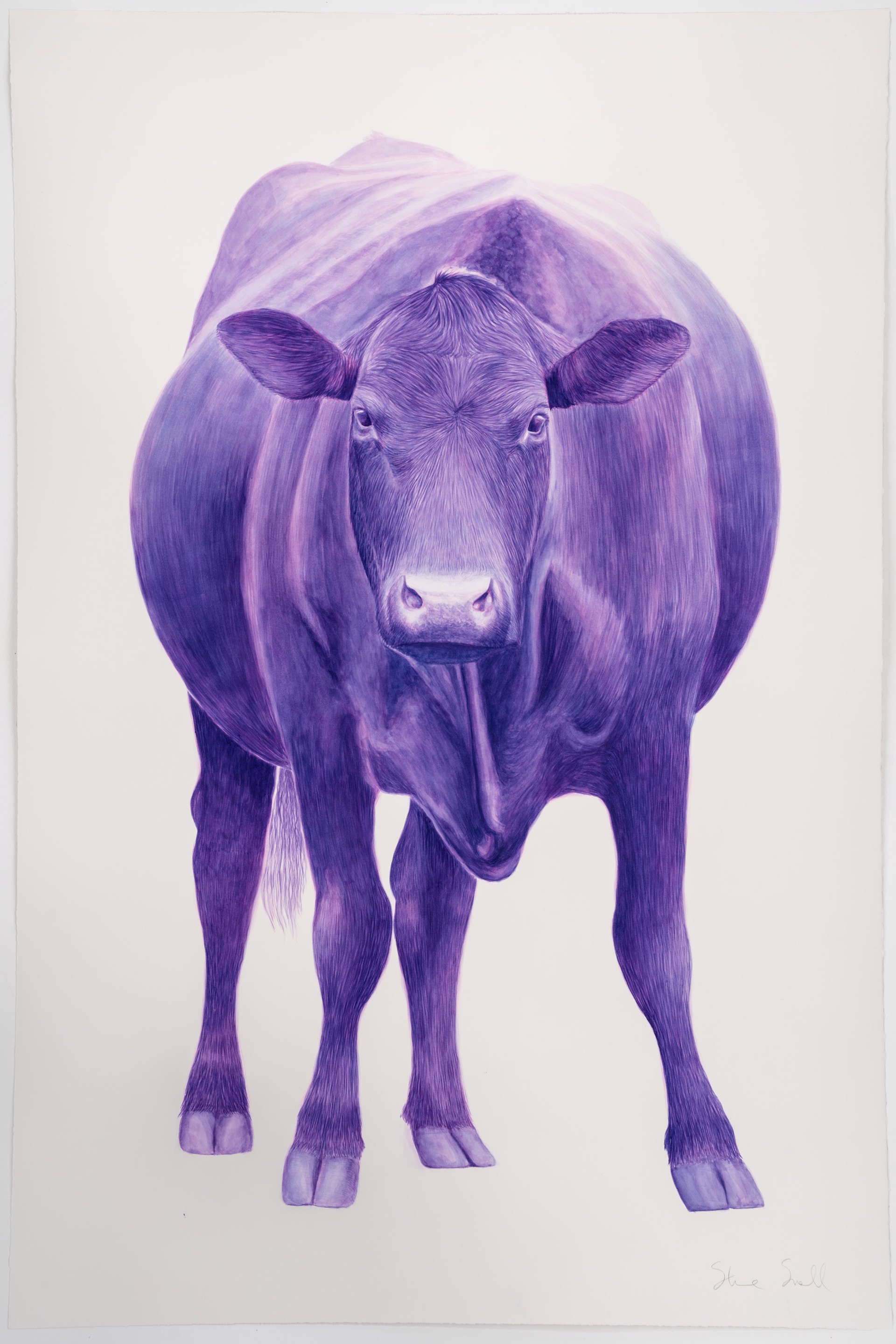 Violet Angus by Steve Snell