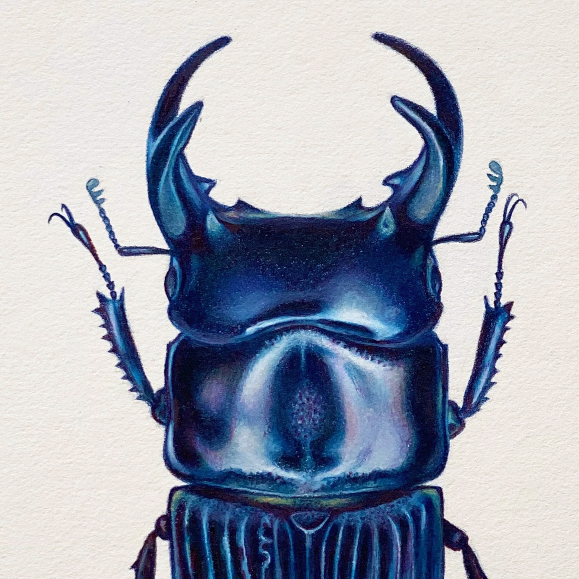 Coleoptera Chroma #22 by Hannah Hanlon