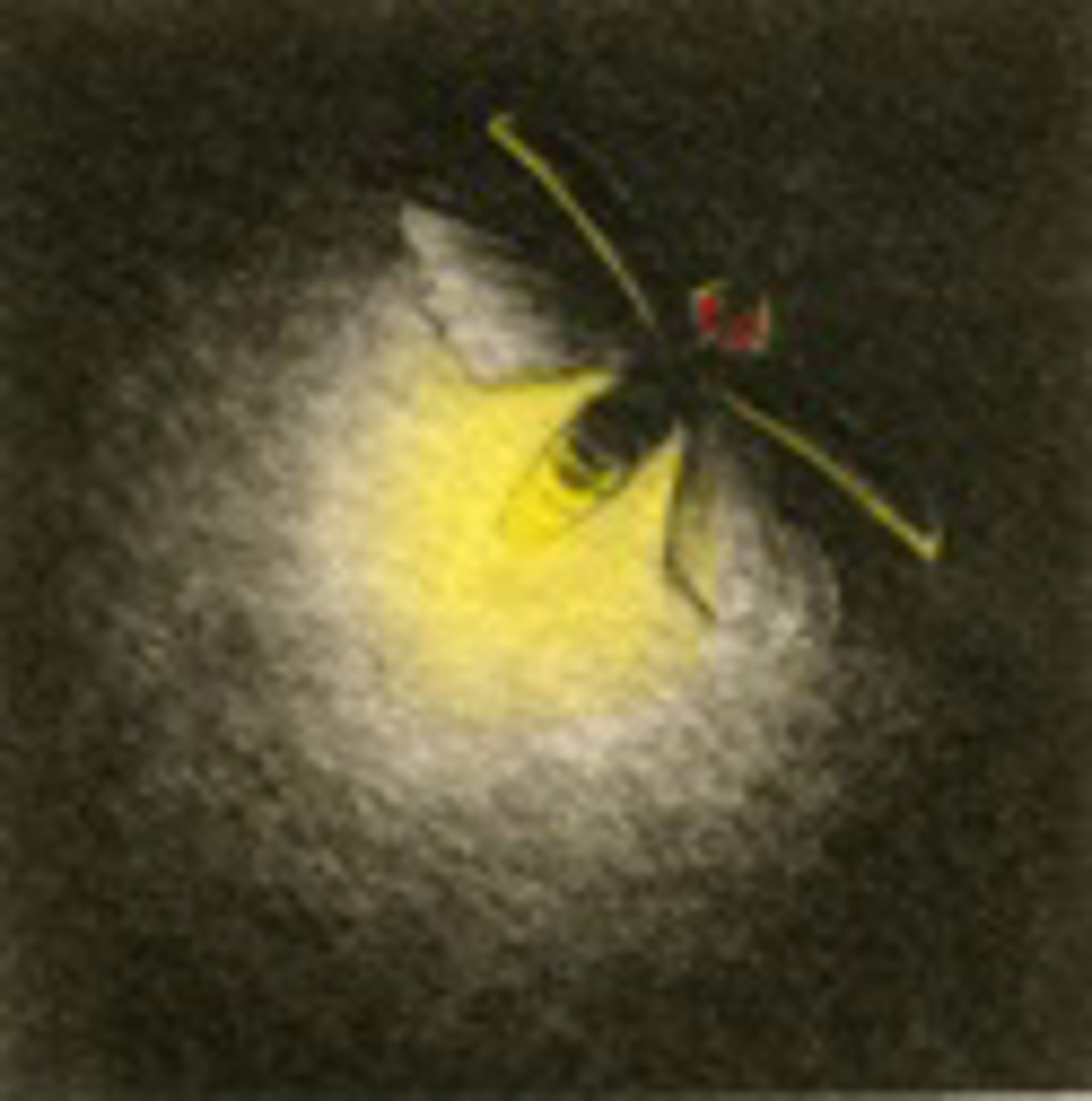 Firefly - unframed, #70/100 by Melanie Fain