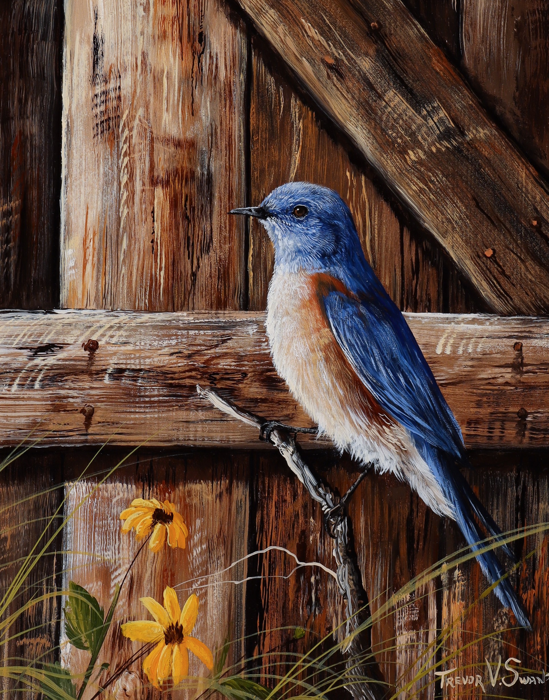 Bluebird in Sunshine by Trevor Swanson
