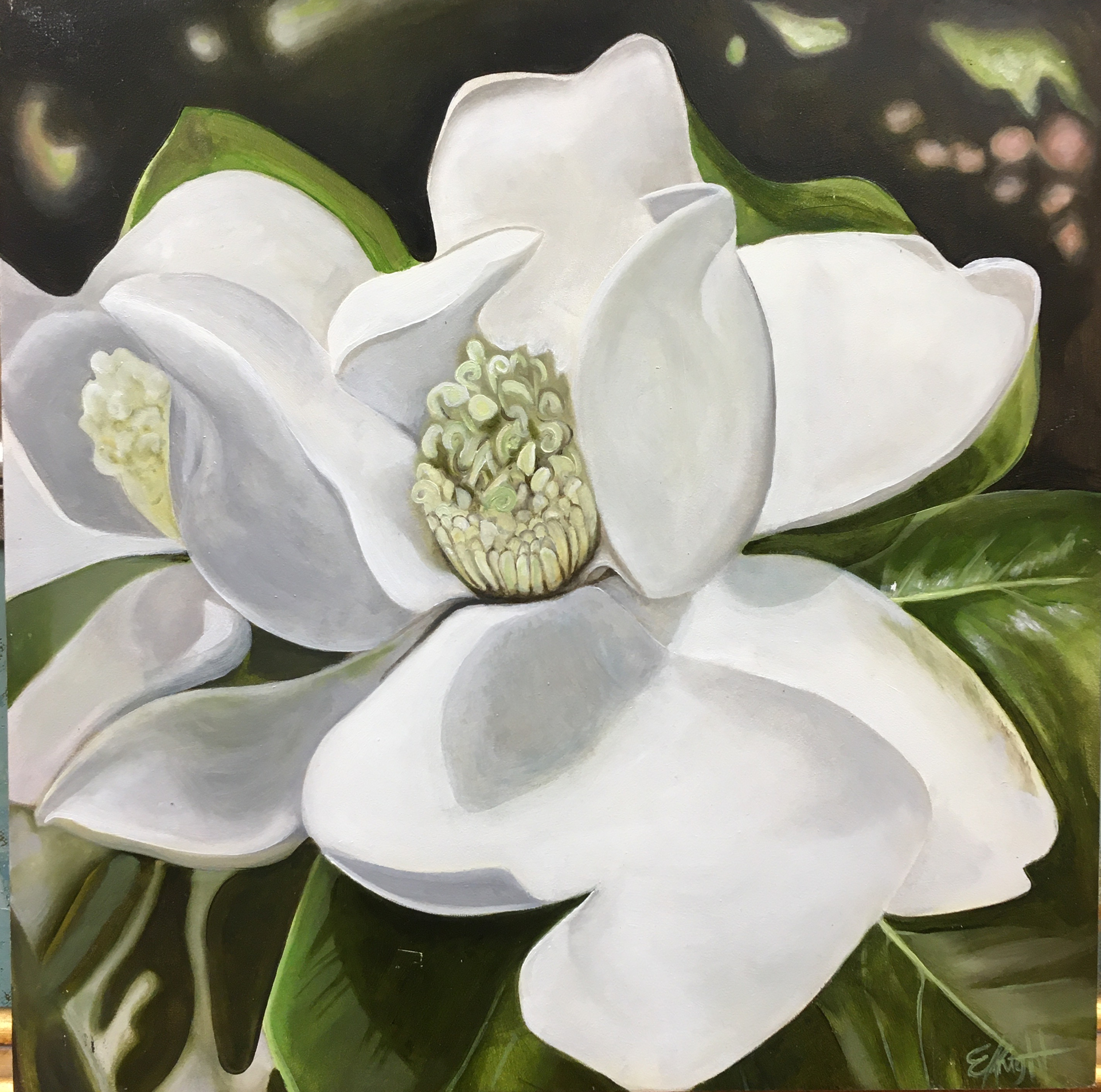 Lewis Ginter Magnolia by Emma Knight