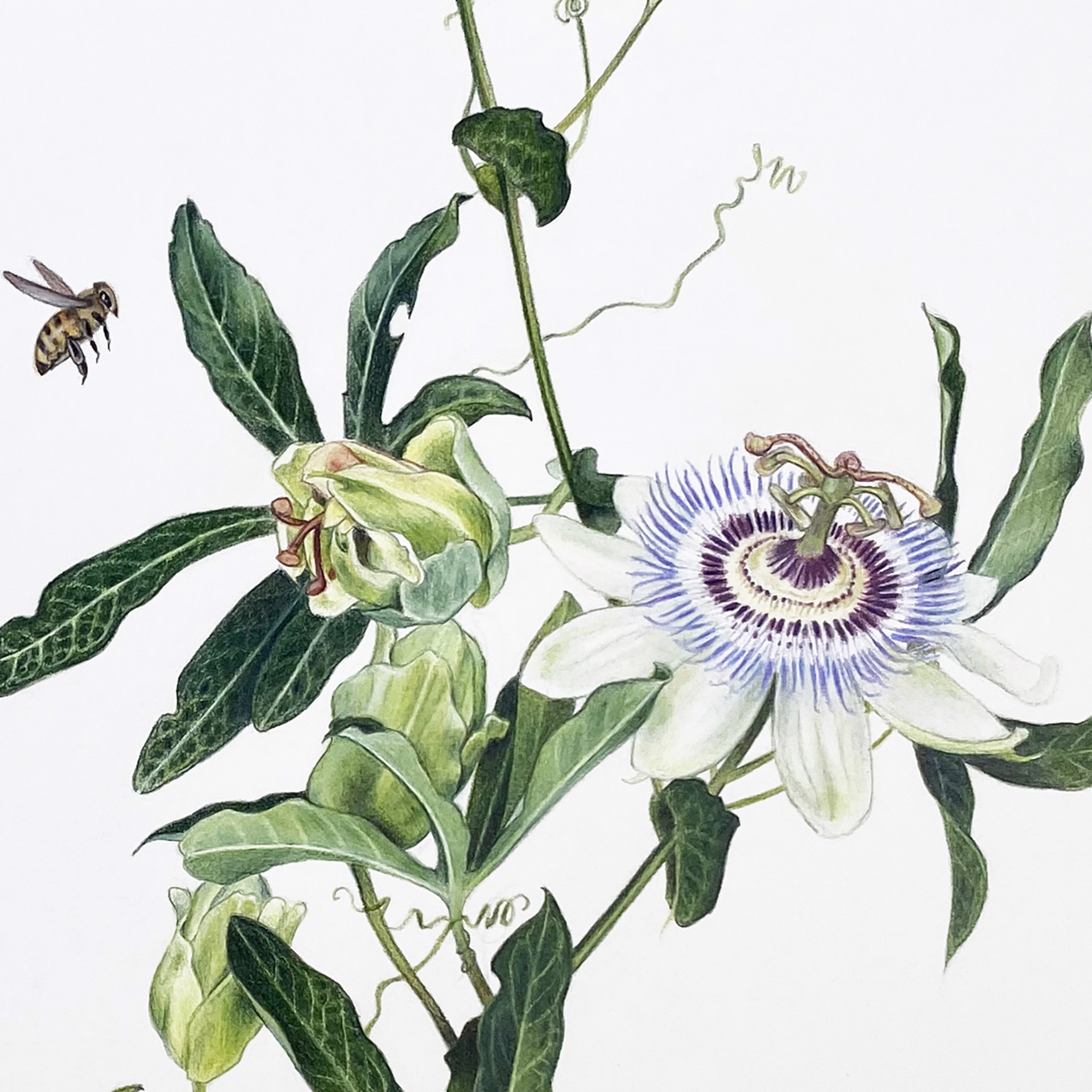 Passiflora Vine with Luna Moth, Black Swallowtail & Honeybee by Hannah Hanlon
