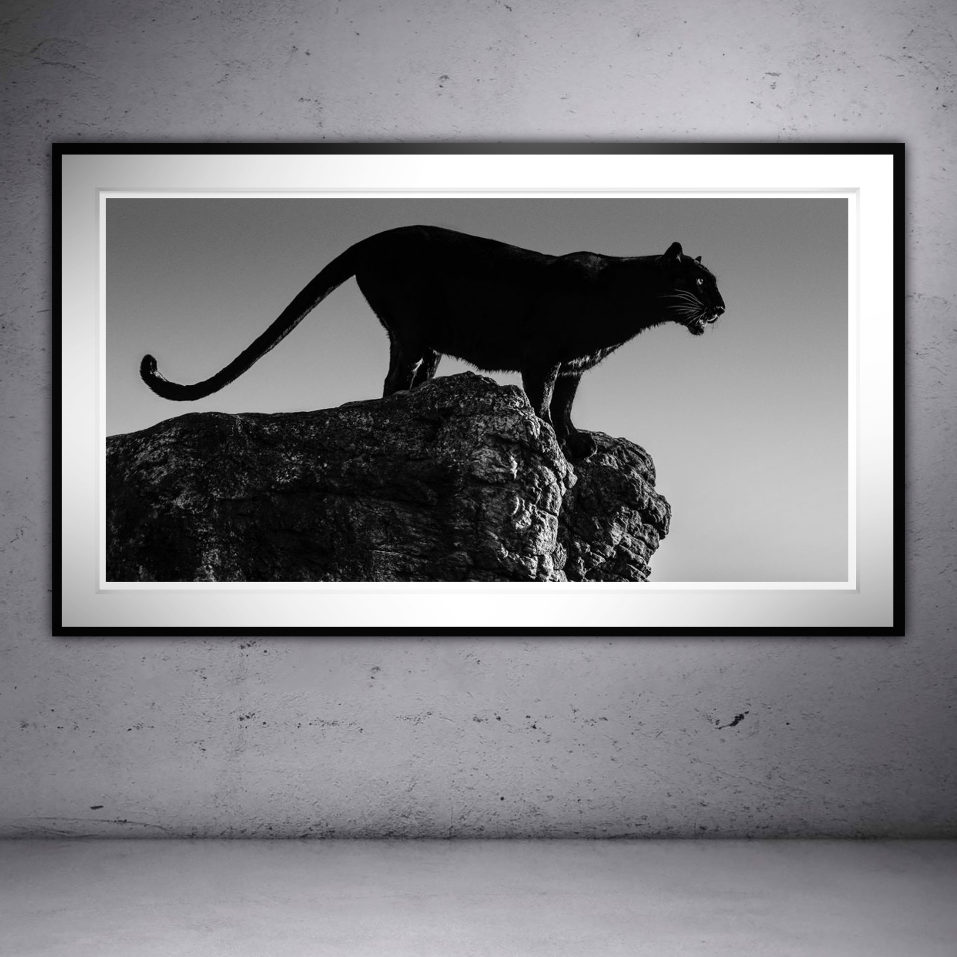 Black Cat by David Yarrow