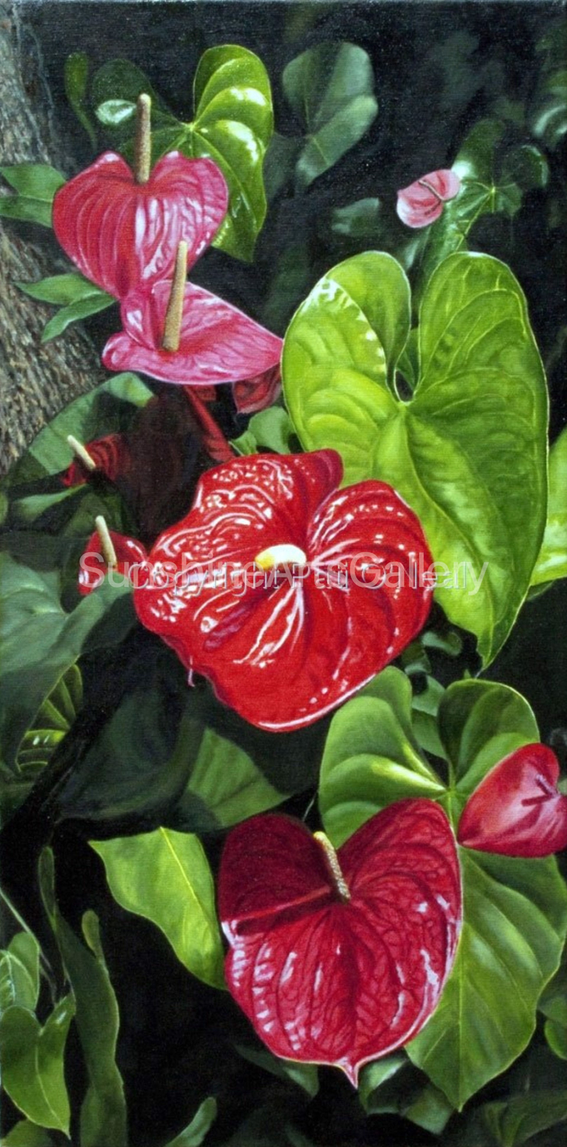 Anthuriums  by Pati O'Neal