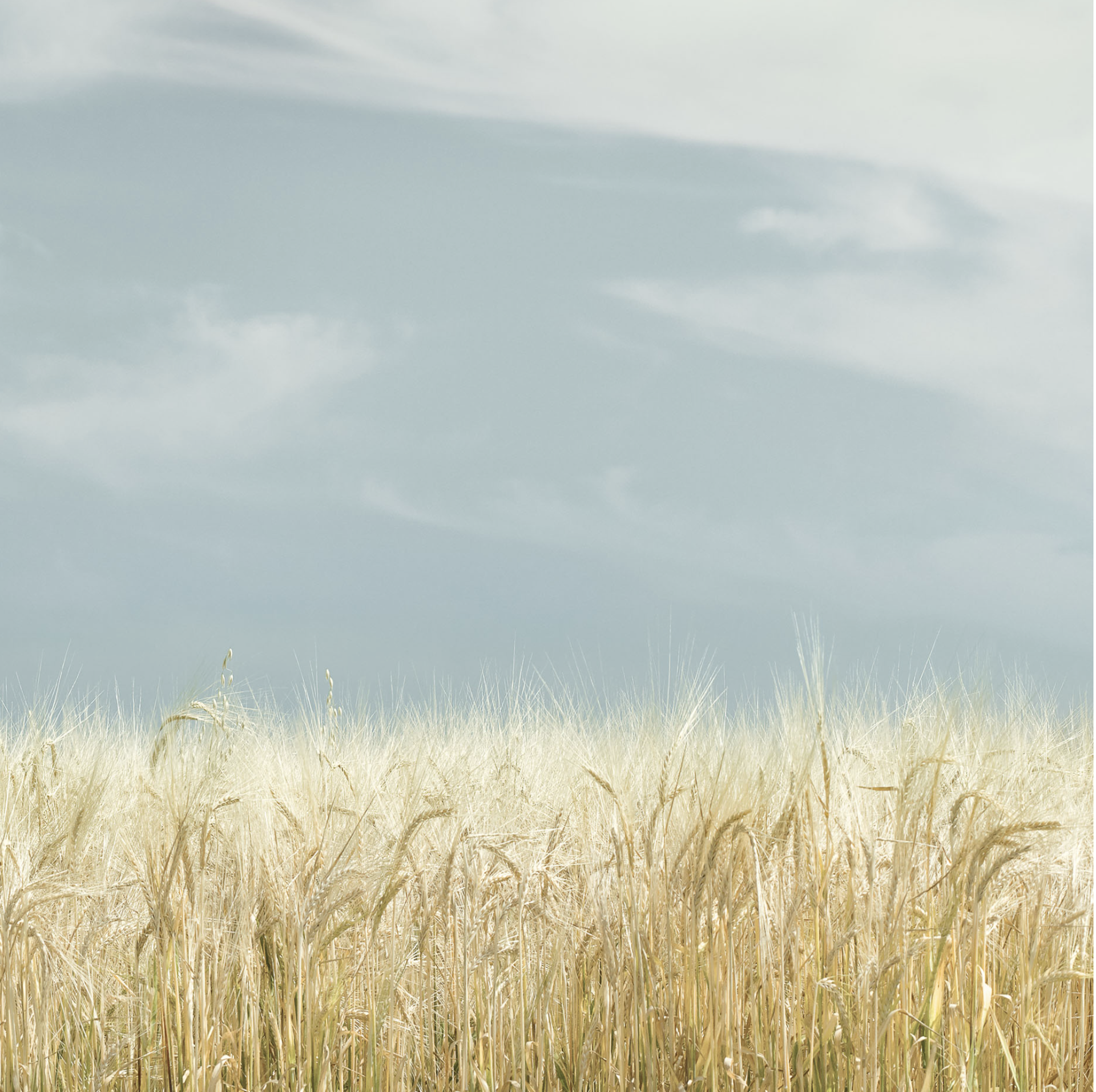 Wheat Study 1 by Jim Westphalen