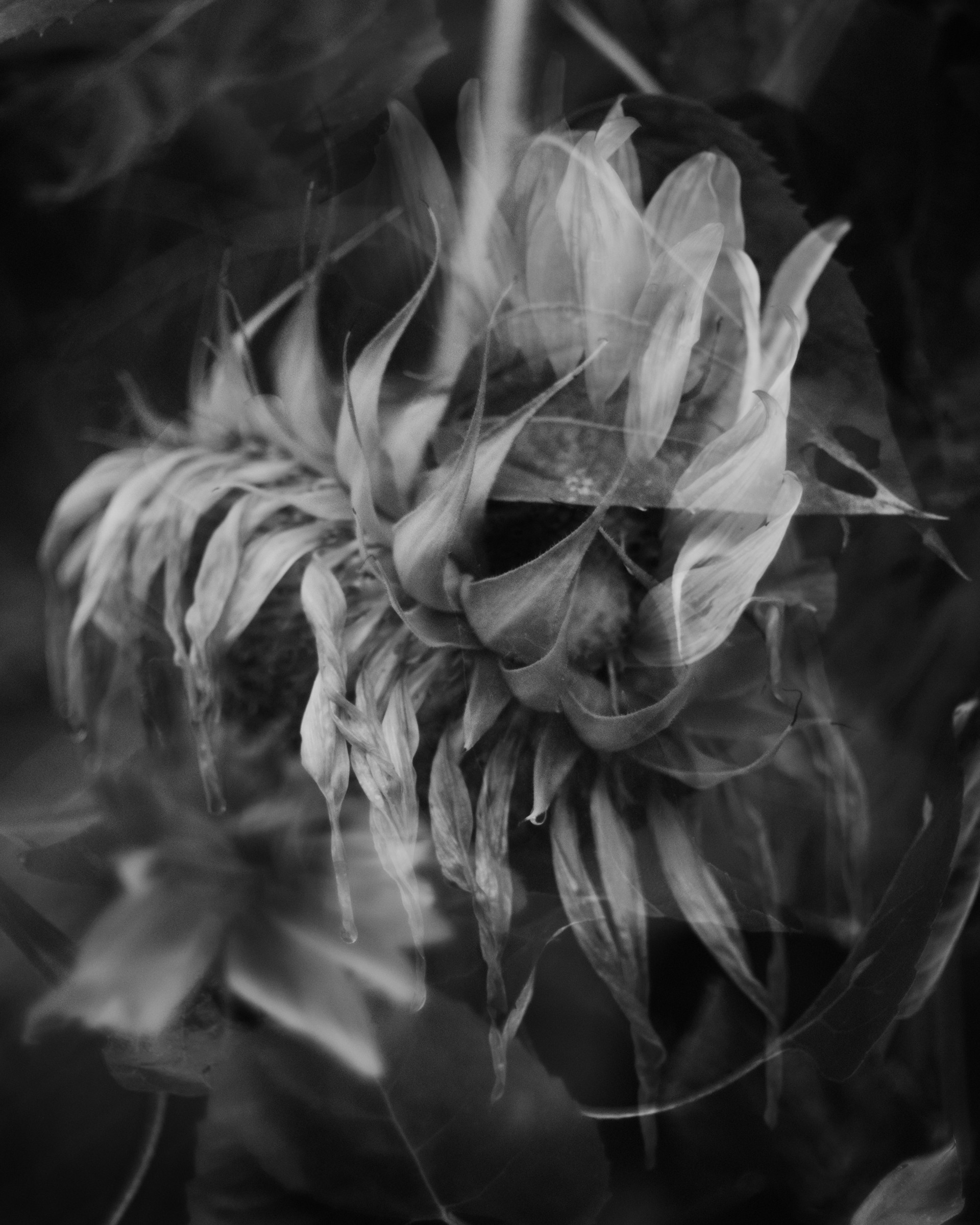 Late Summer Sunflowers I by Rachel Deutmeyer