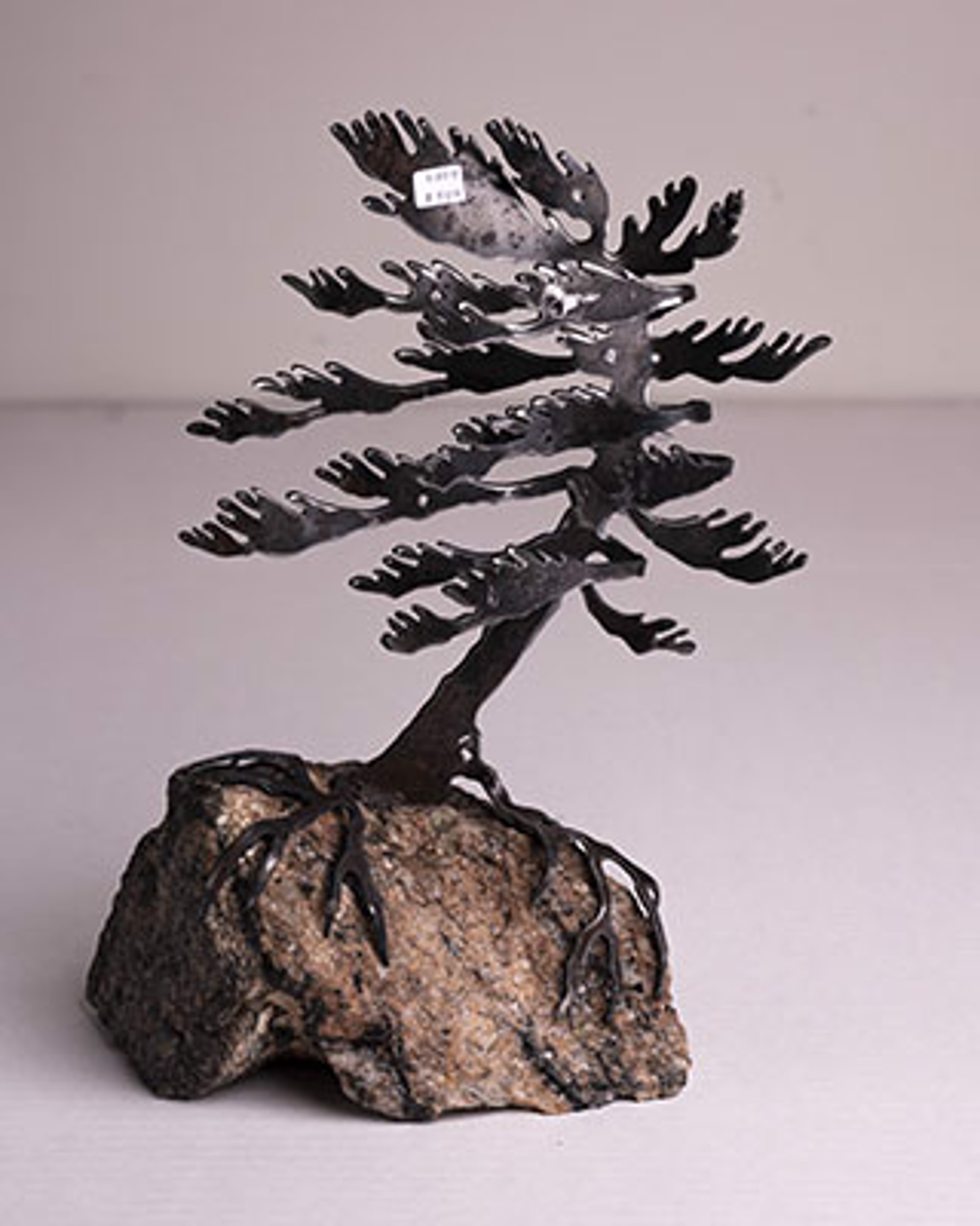 Windswept Pine 5804 by Cathy Mark
