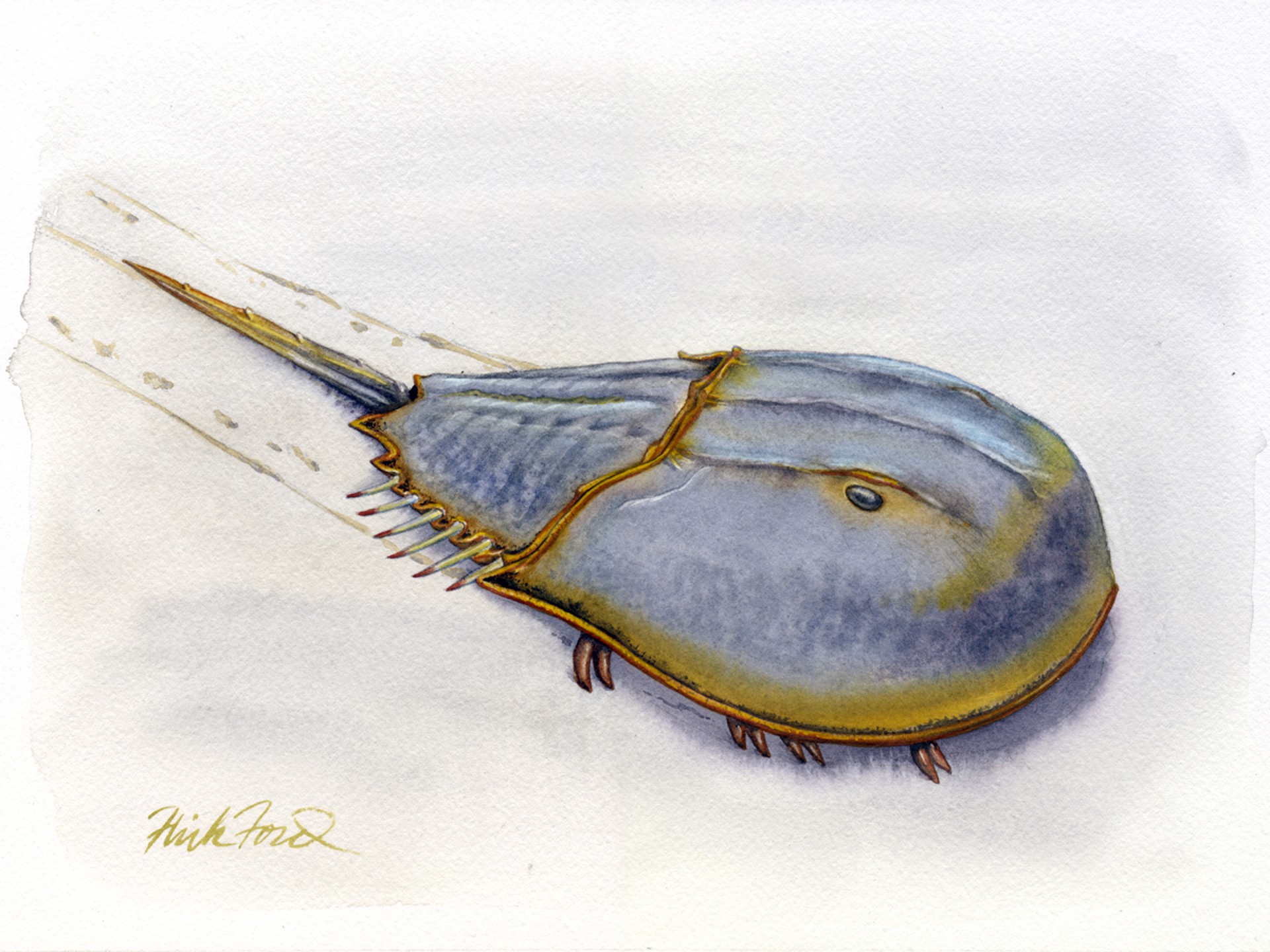 Horseshoe Crab by Flick Ford