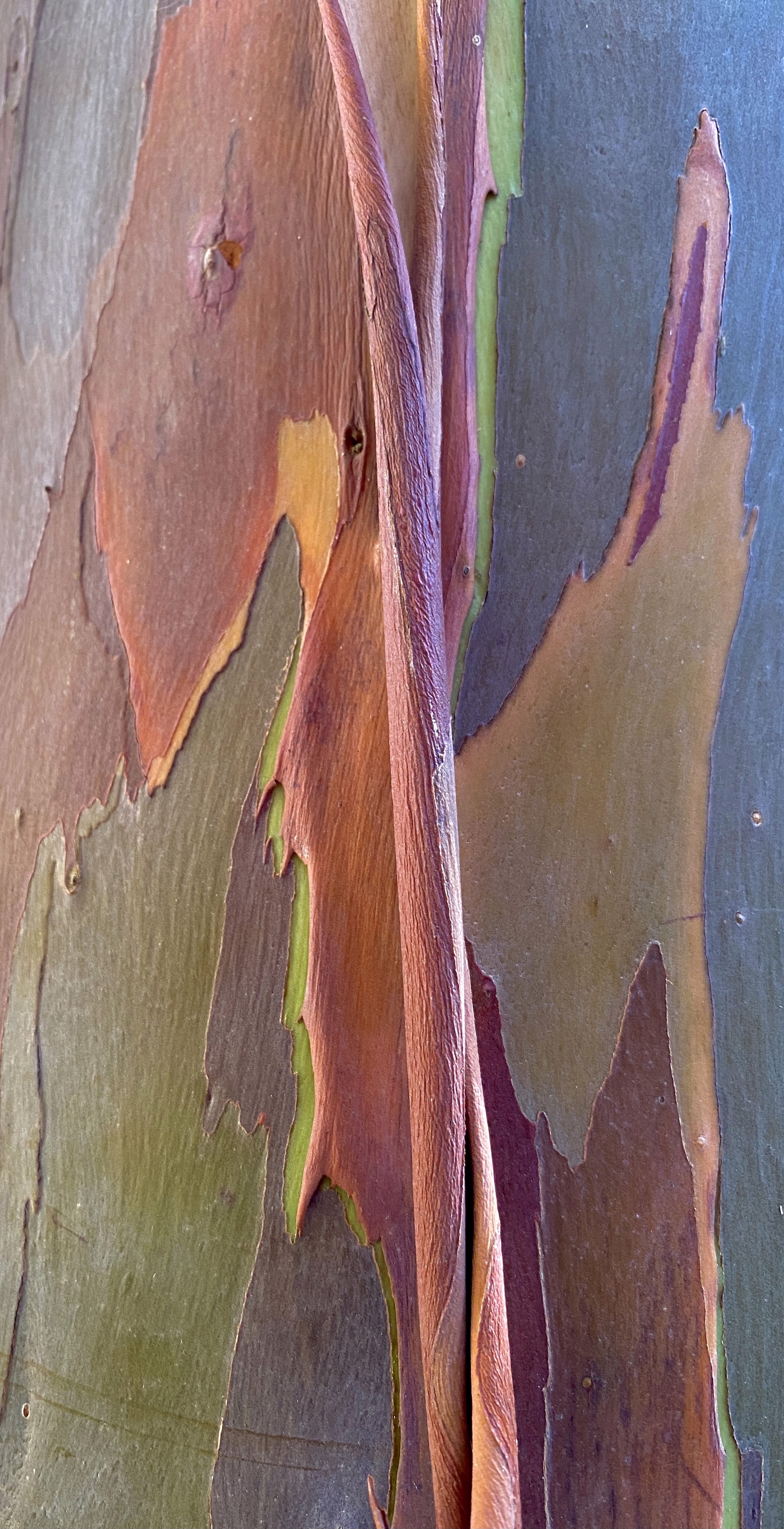 Rainbow Eucalyptus, Florida 11 (Eucalyptus Deglupta) by Amy Kaslow