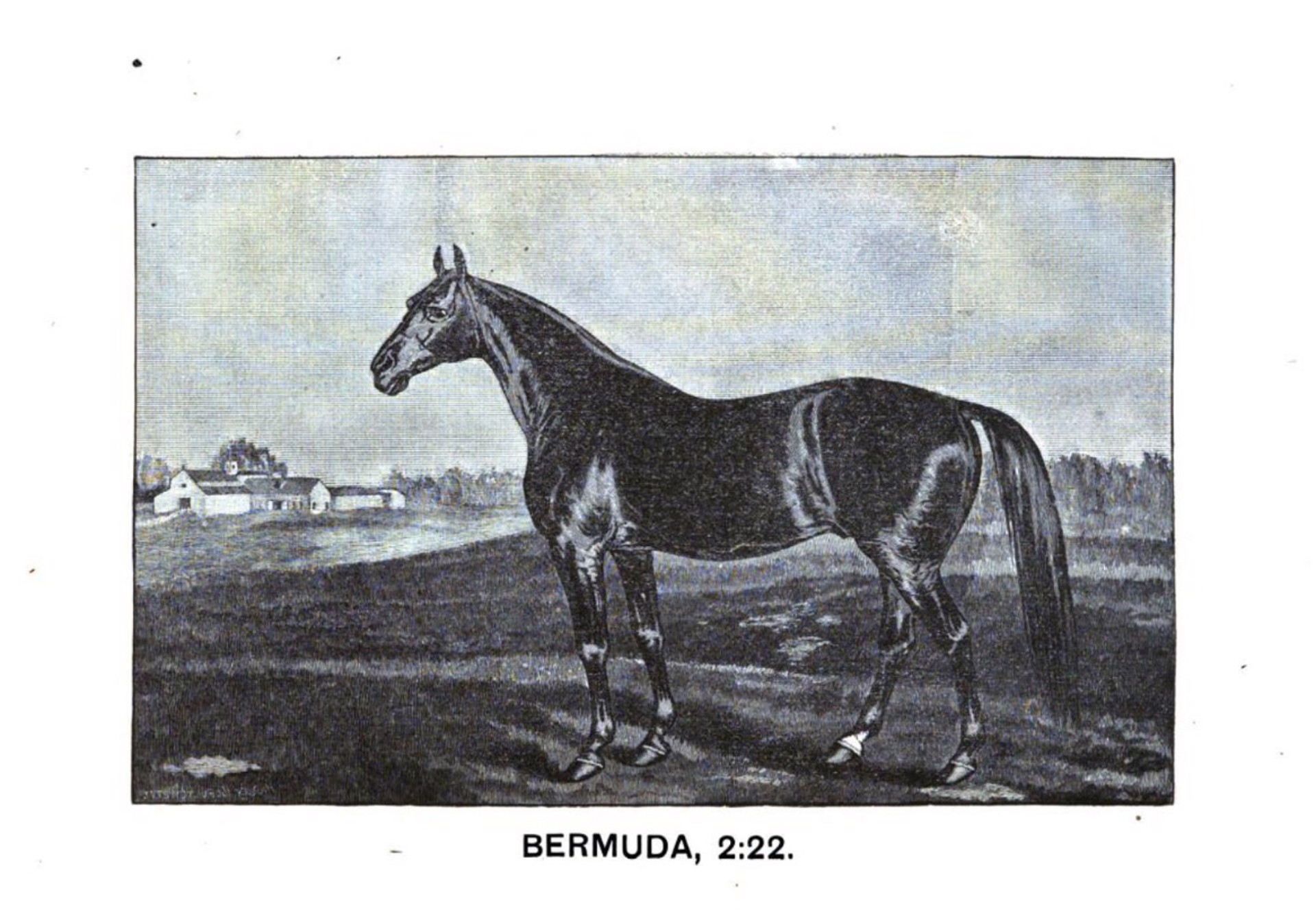 BERMUDA by Thomas J. Scott