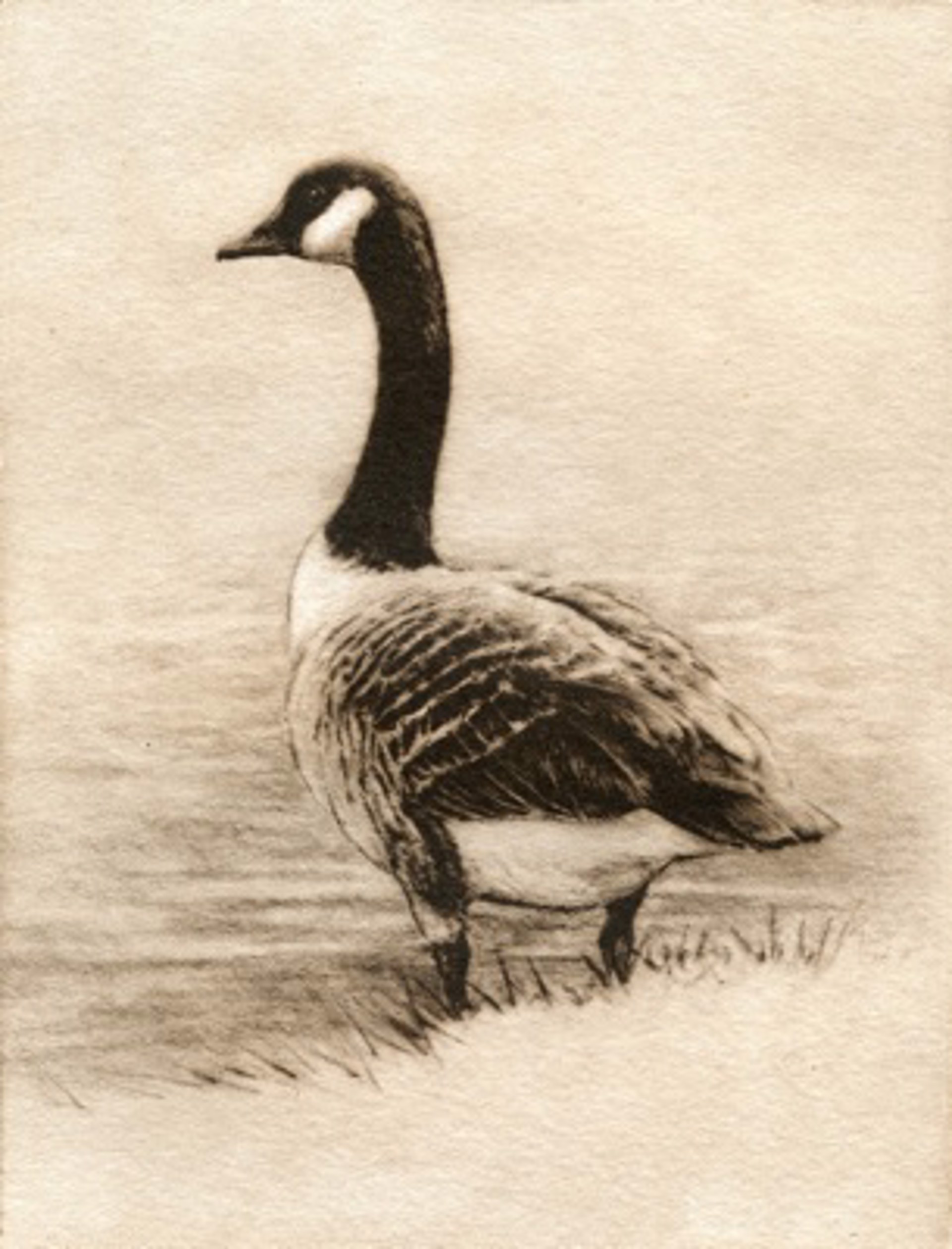 Canada Goose, unframed, #25/100 by Melanie Fain