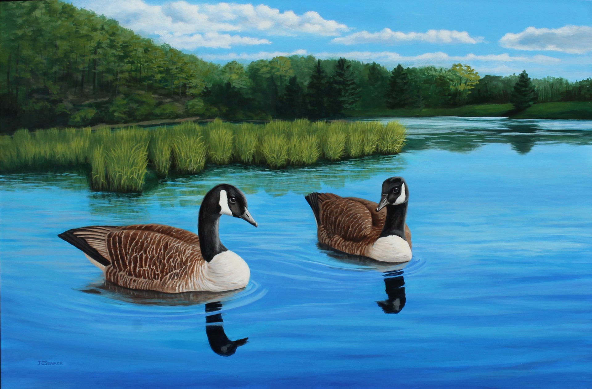 Morning Calm-  Canada Geese by J.Elaine Senack