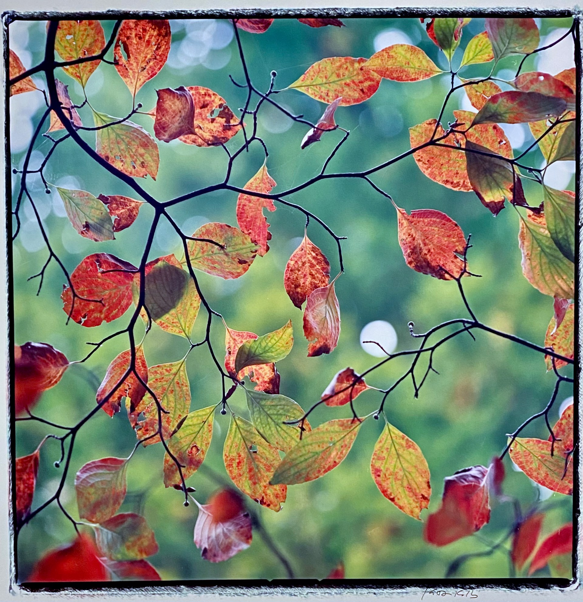 Autumn Dogwood Leaves by Kathryn Kolb