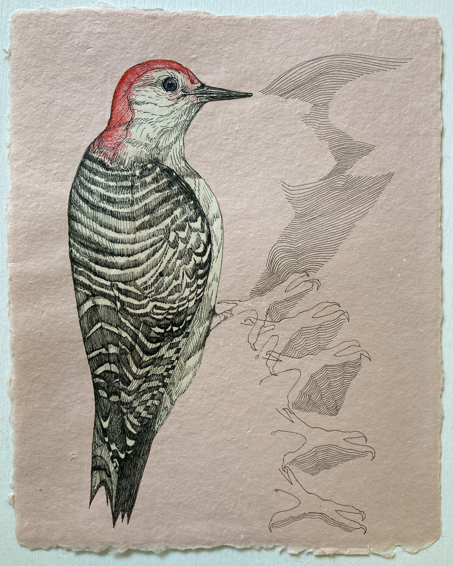 Listen to the Birds: Red-Bellied Woodpecker by Kirsten Furlong