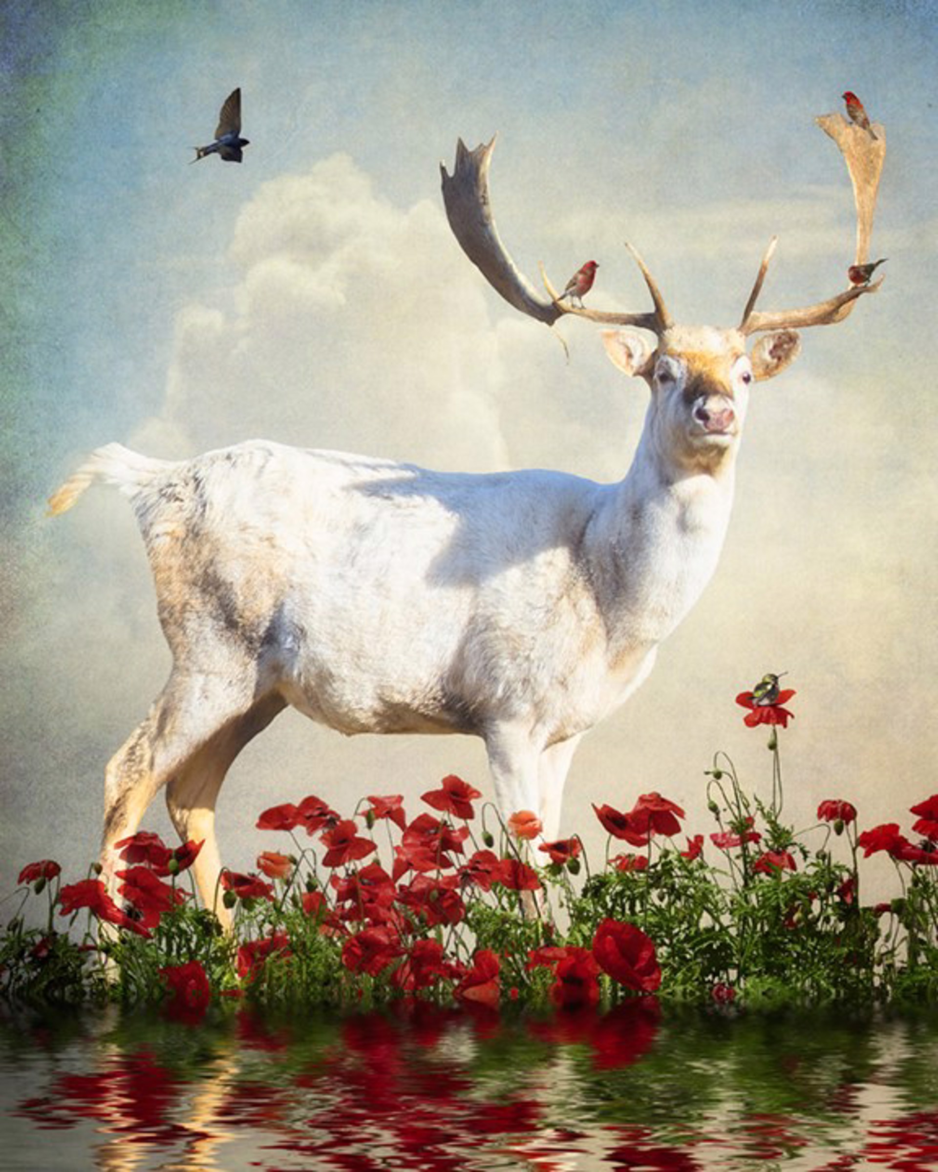 White Stag in the Poppies by Patricia Jollimore