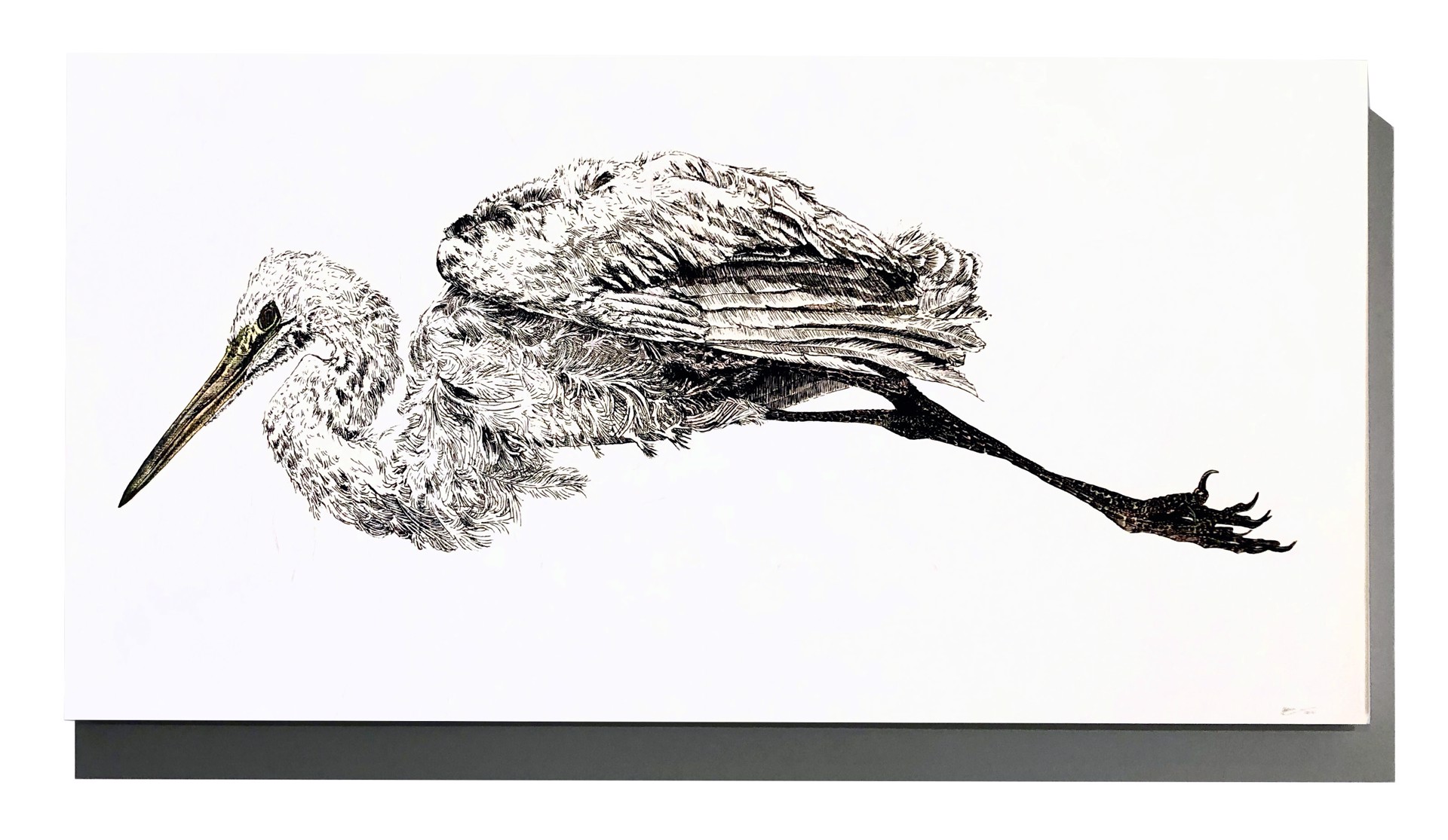 Study of Egret by Pippin Frisbie-Calder