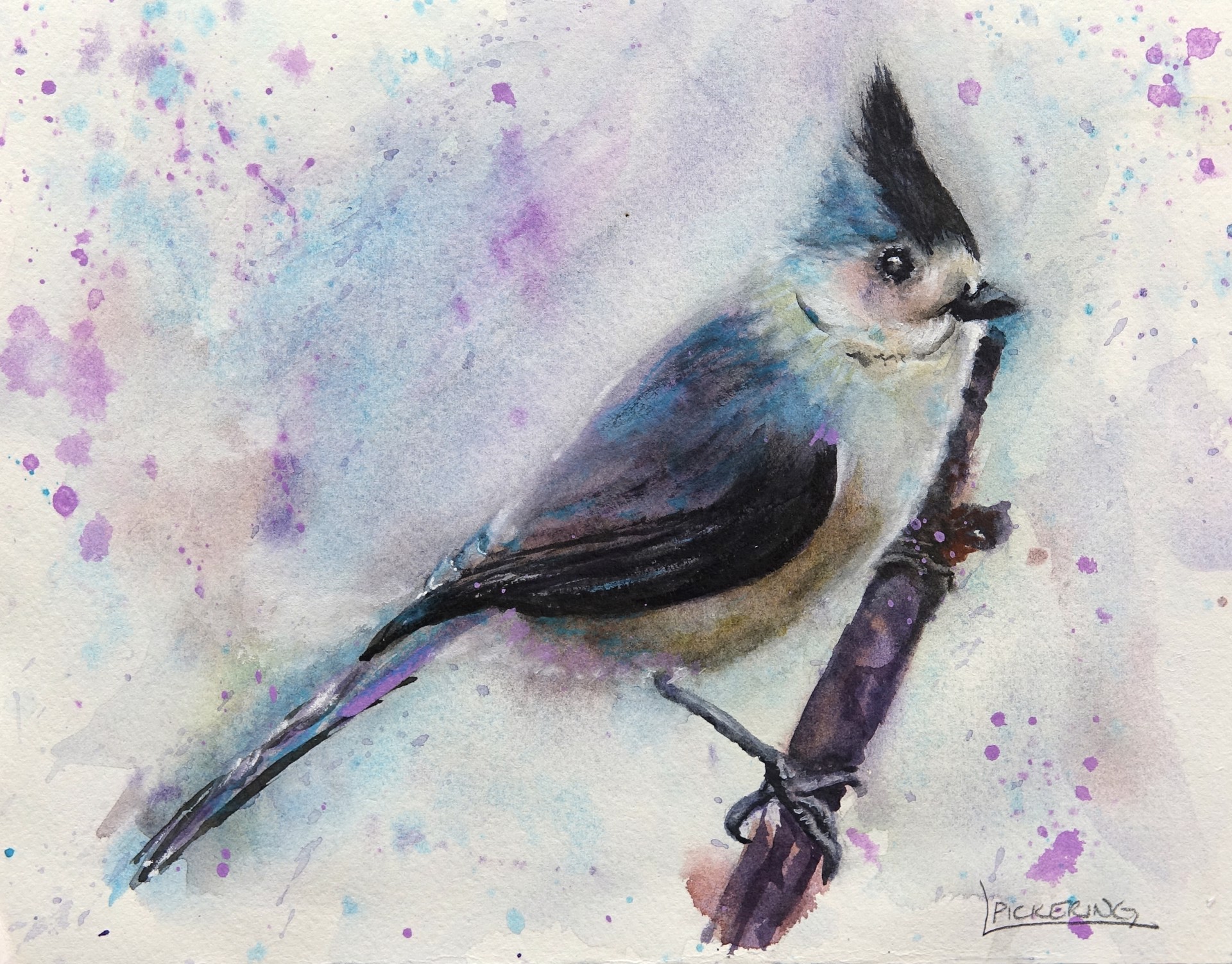 Black Crested Titmouse - Teal by Laura Pickering