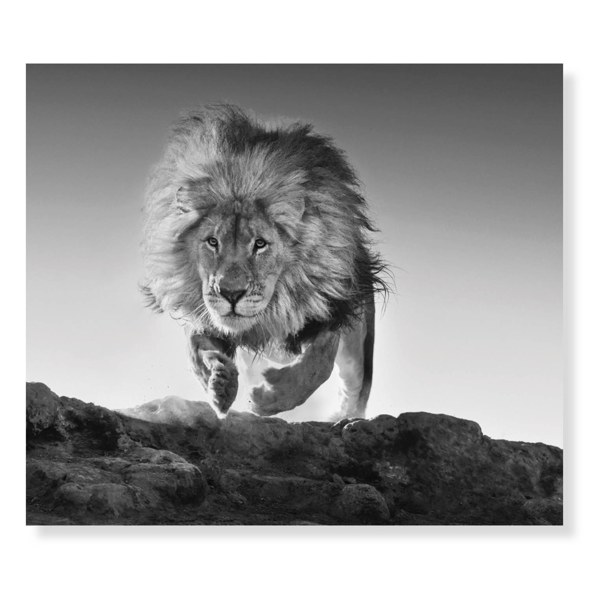 Hairspray by David Yarrow
