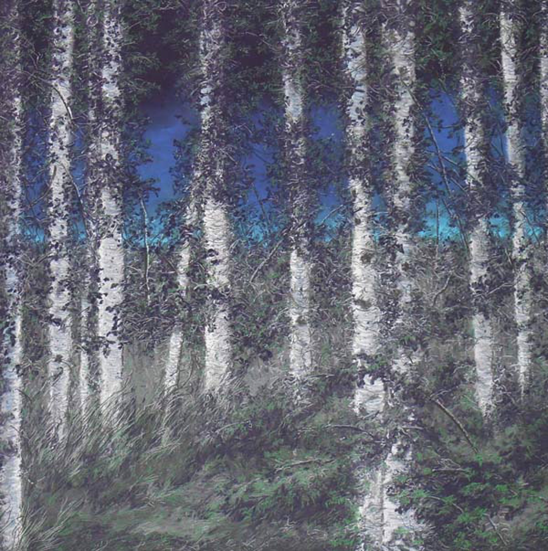 Birch, Summer by Ellen Wagener