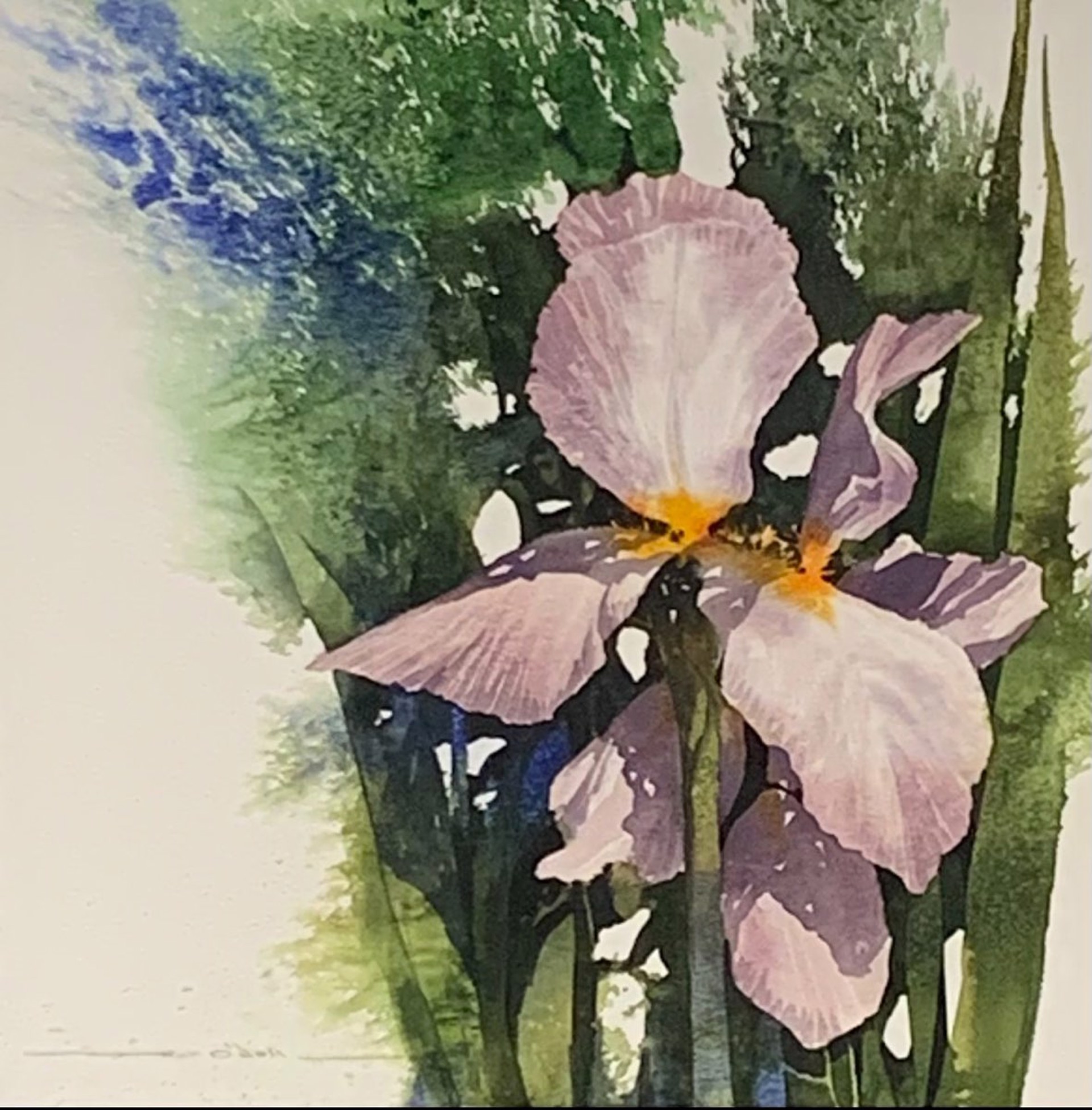 Blooming Iris by Rob O'Dell