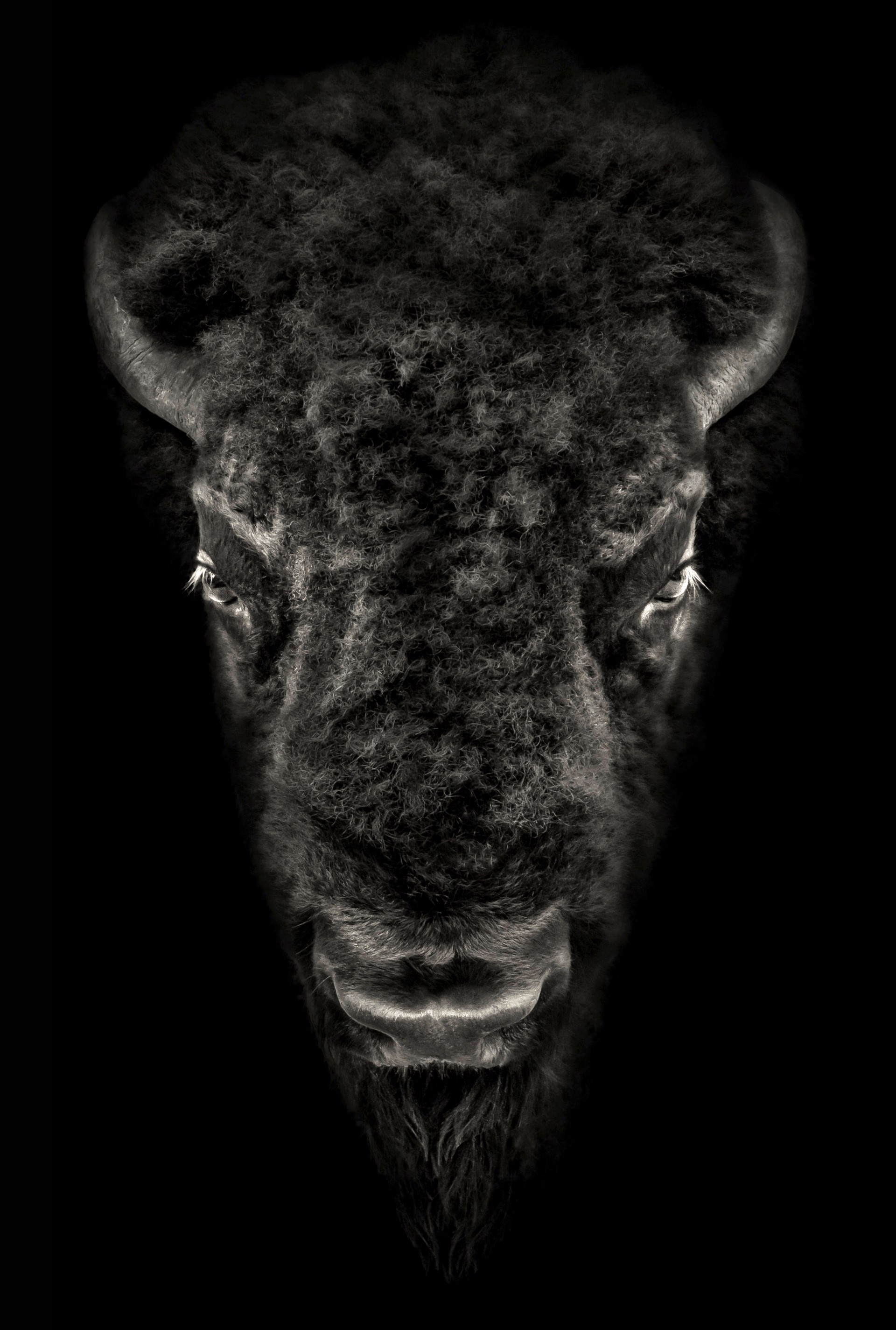 Portrait of a Buffalo by Lauren Chambers