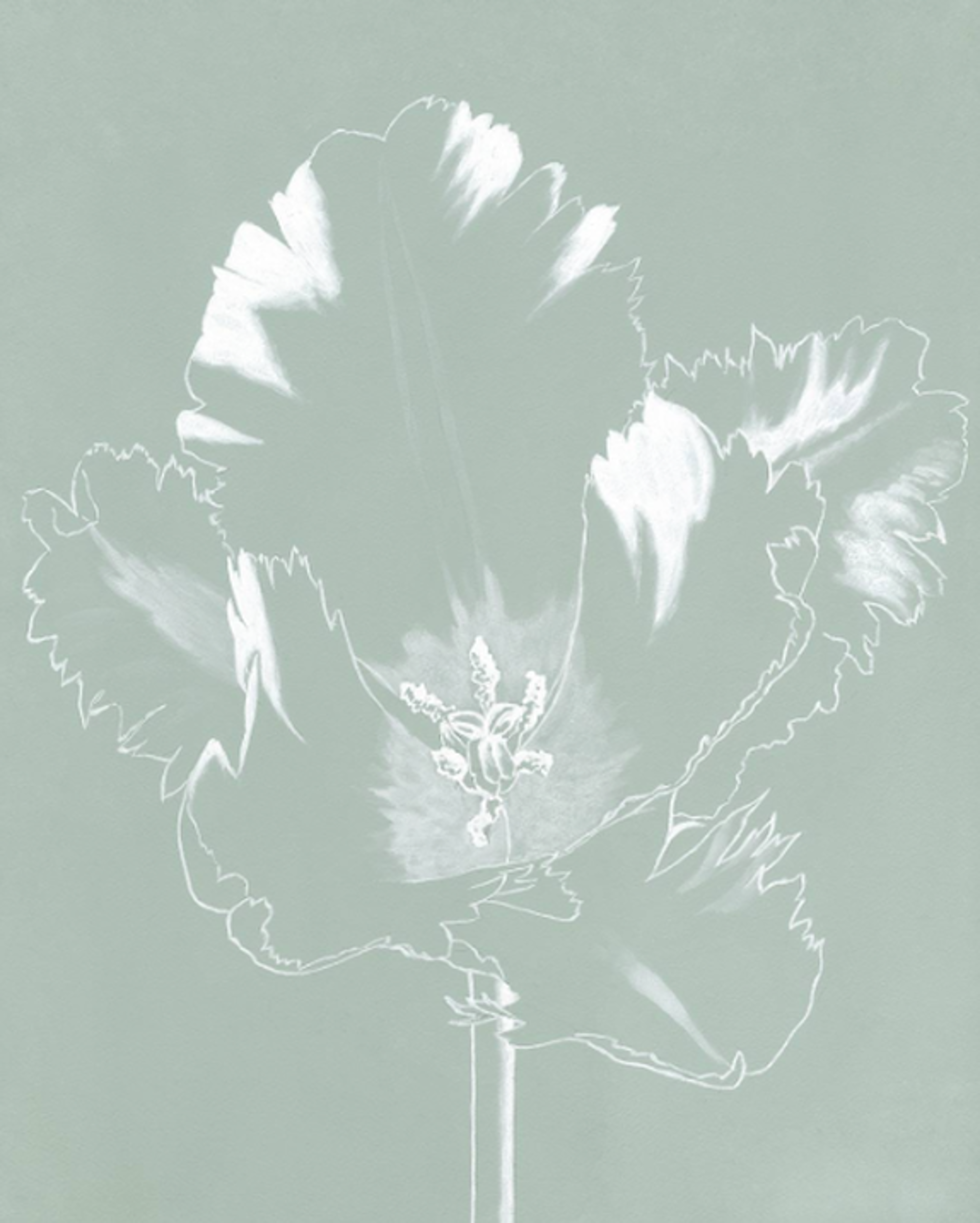Ghost Tulips on Powder Blue by John Matthew Moore