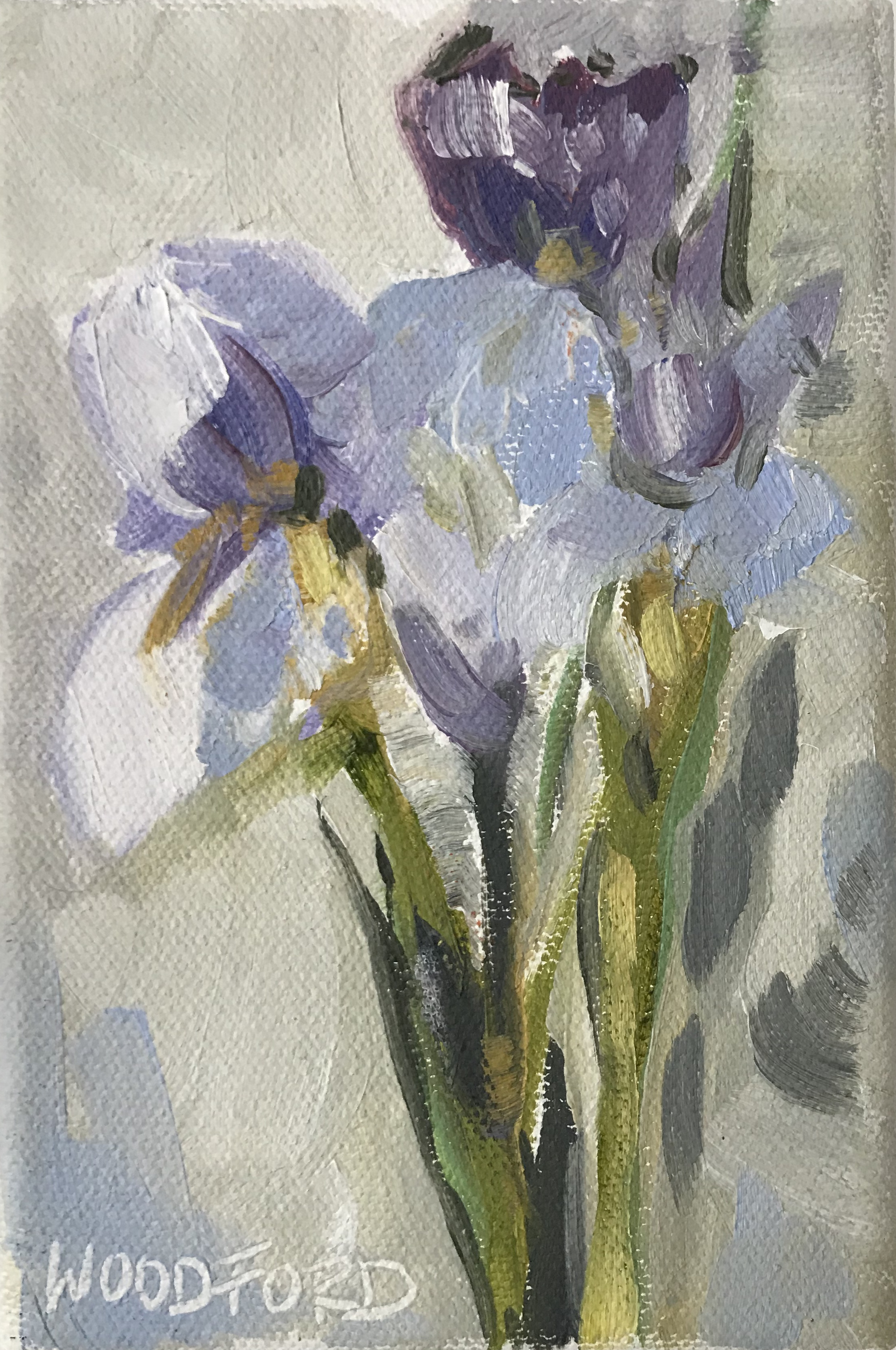 Blue Iris 2 by Shannon Woodford