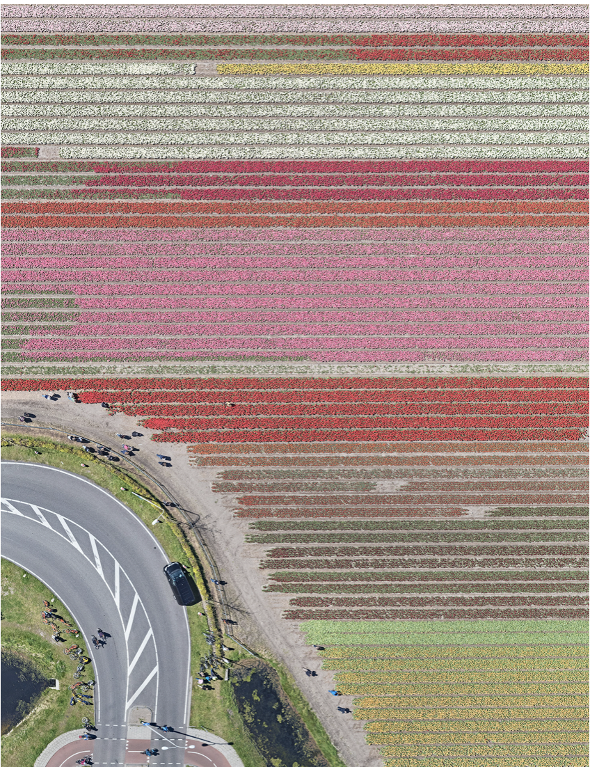 Tulip Fields 029 by Bernhard Lang
