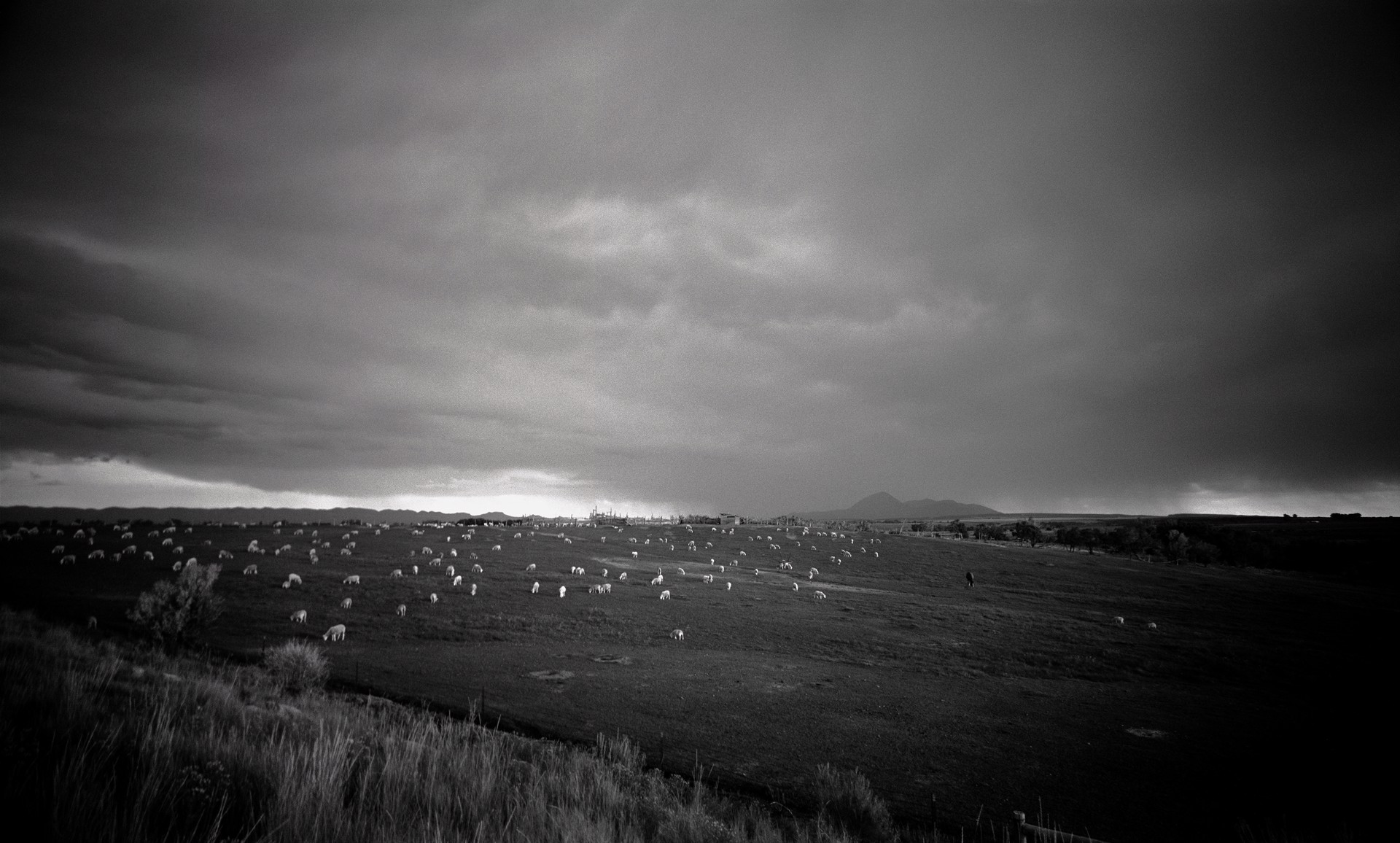 Sheep on Hill, Sleeping Ute Mountain, Near Cortez, Colorado, 1989/2012(Searching by Lawrence McFarland