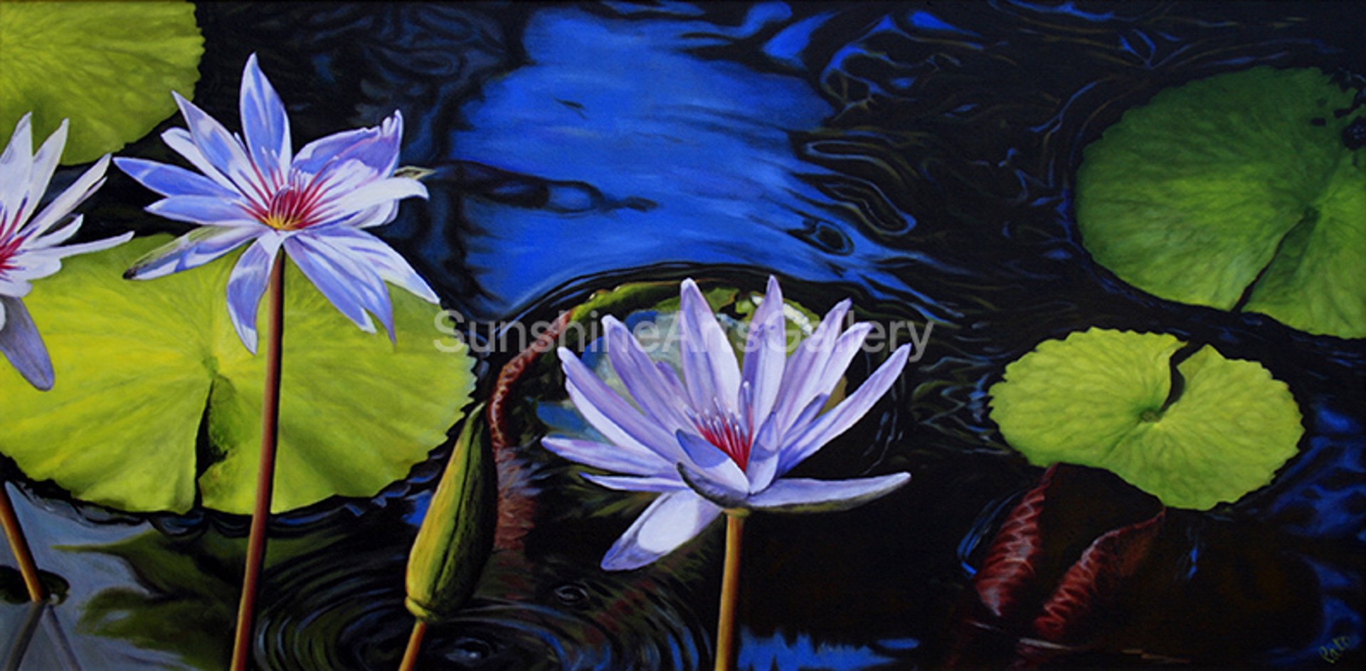 Lavender Water Lilies by Pati O'Neal