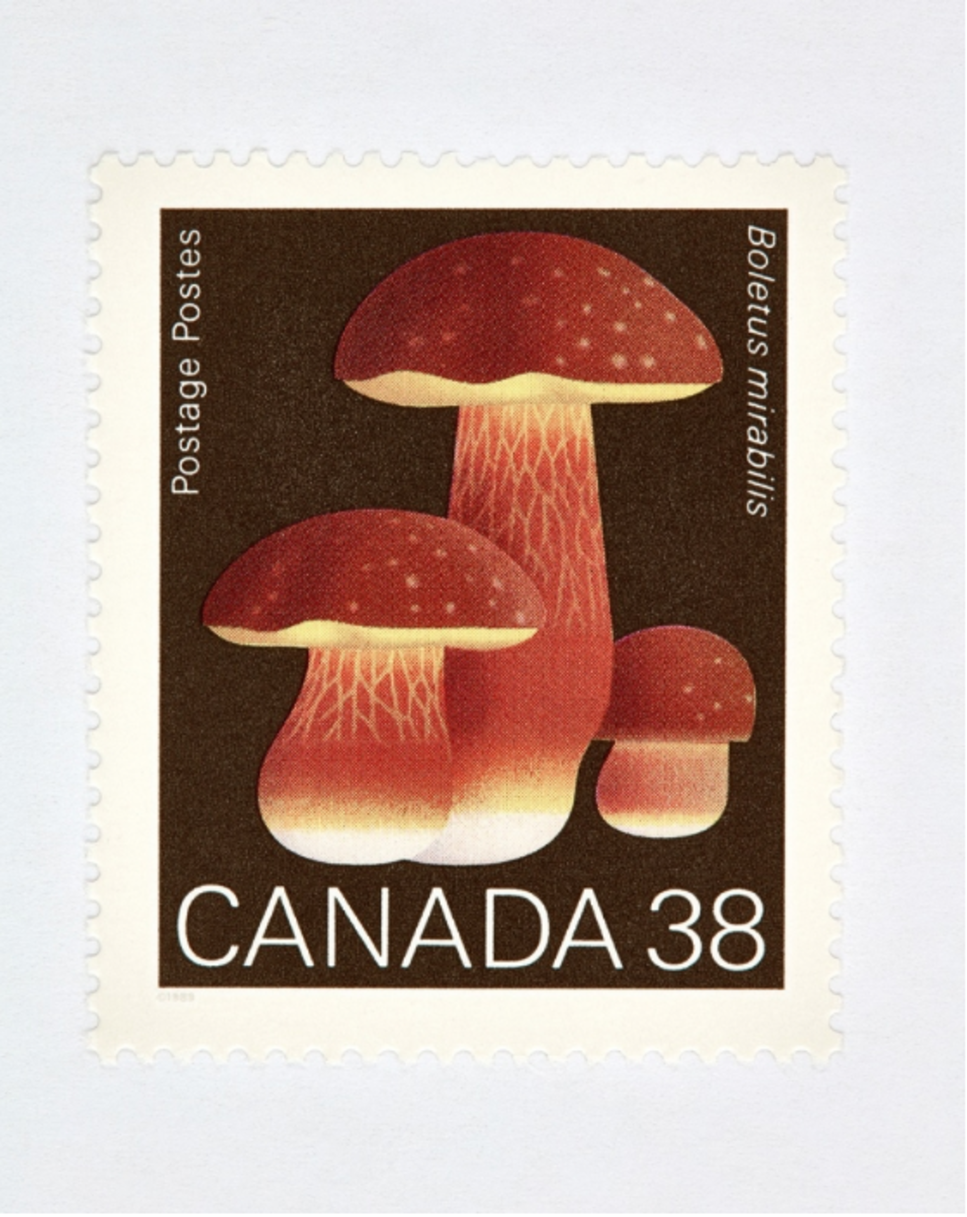 Canada 38 Mushroom (Brown) by Peter Andrew Lusztyk | Collectibles
