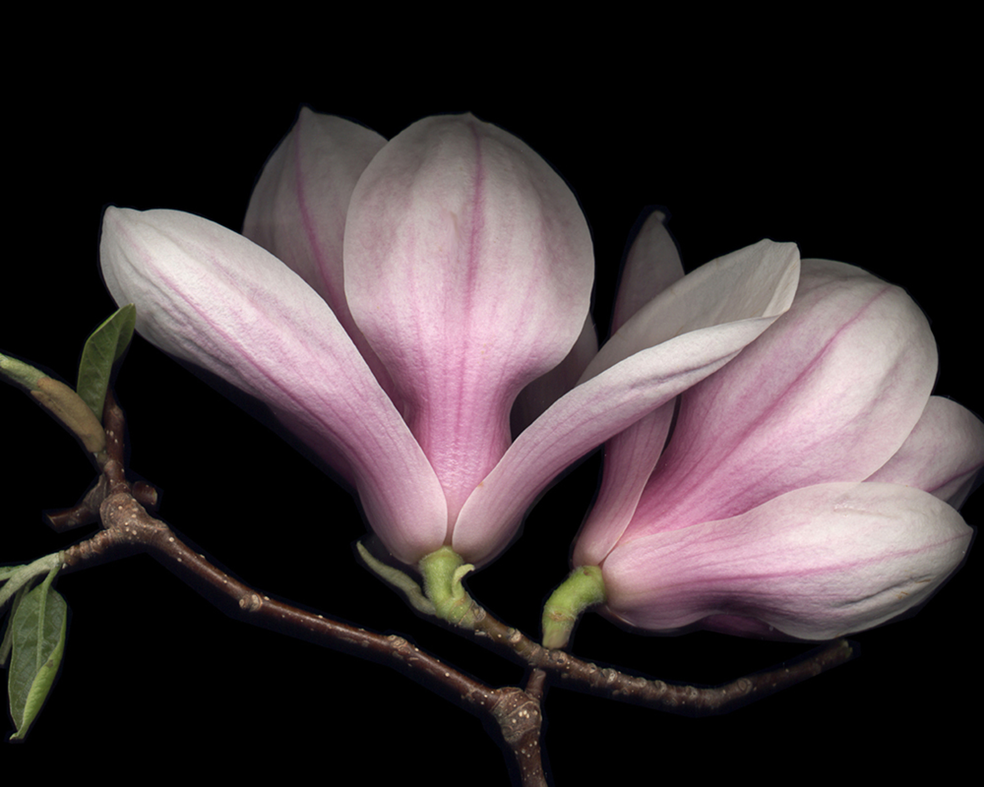 Pink Magnolia by Laurie Tennent