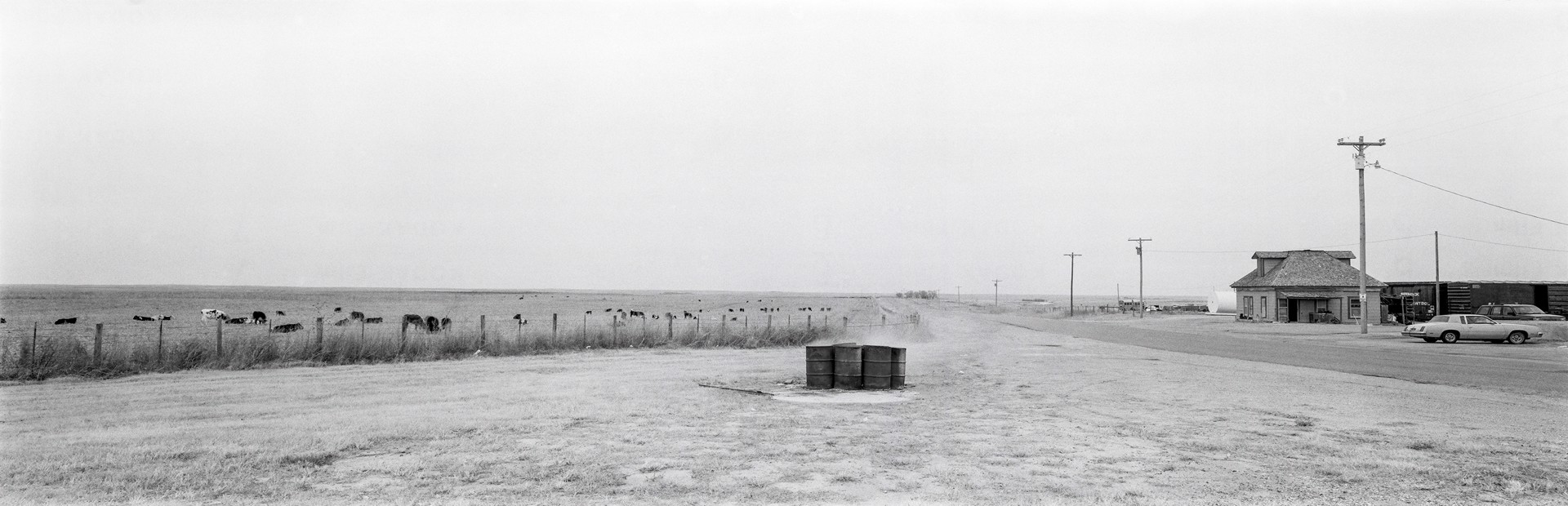 Cows in Field/ Burning Barrels, Kansas by Lawrence McFarland
