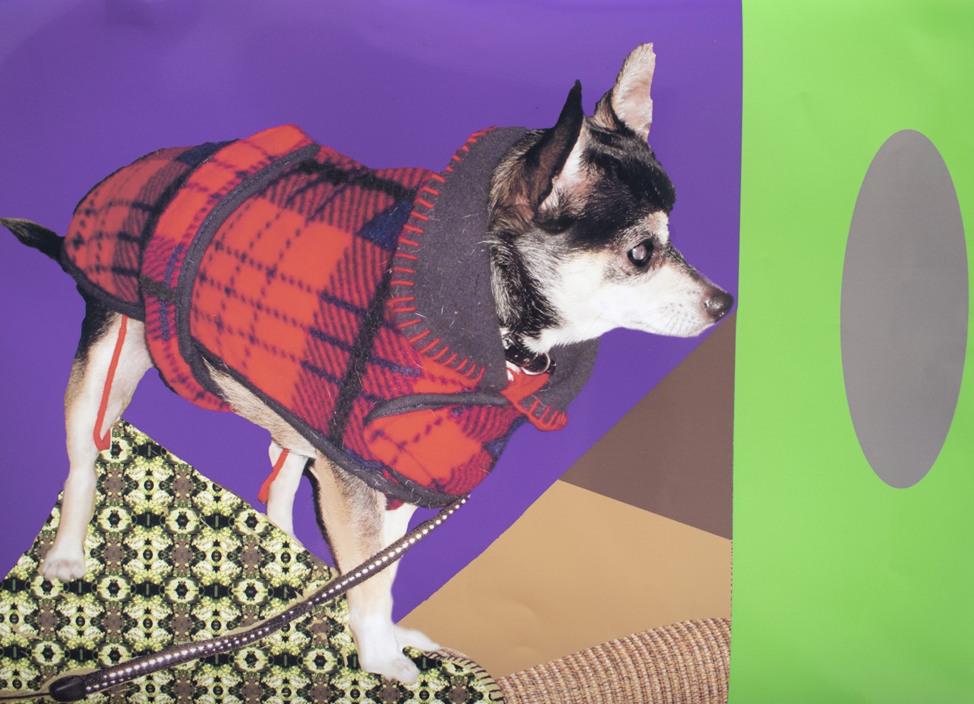 Chico the Fashion Dog by Jasmine Soto