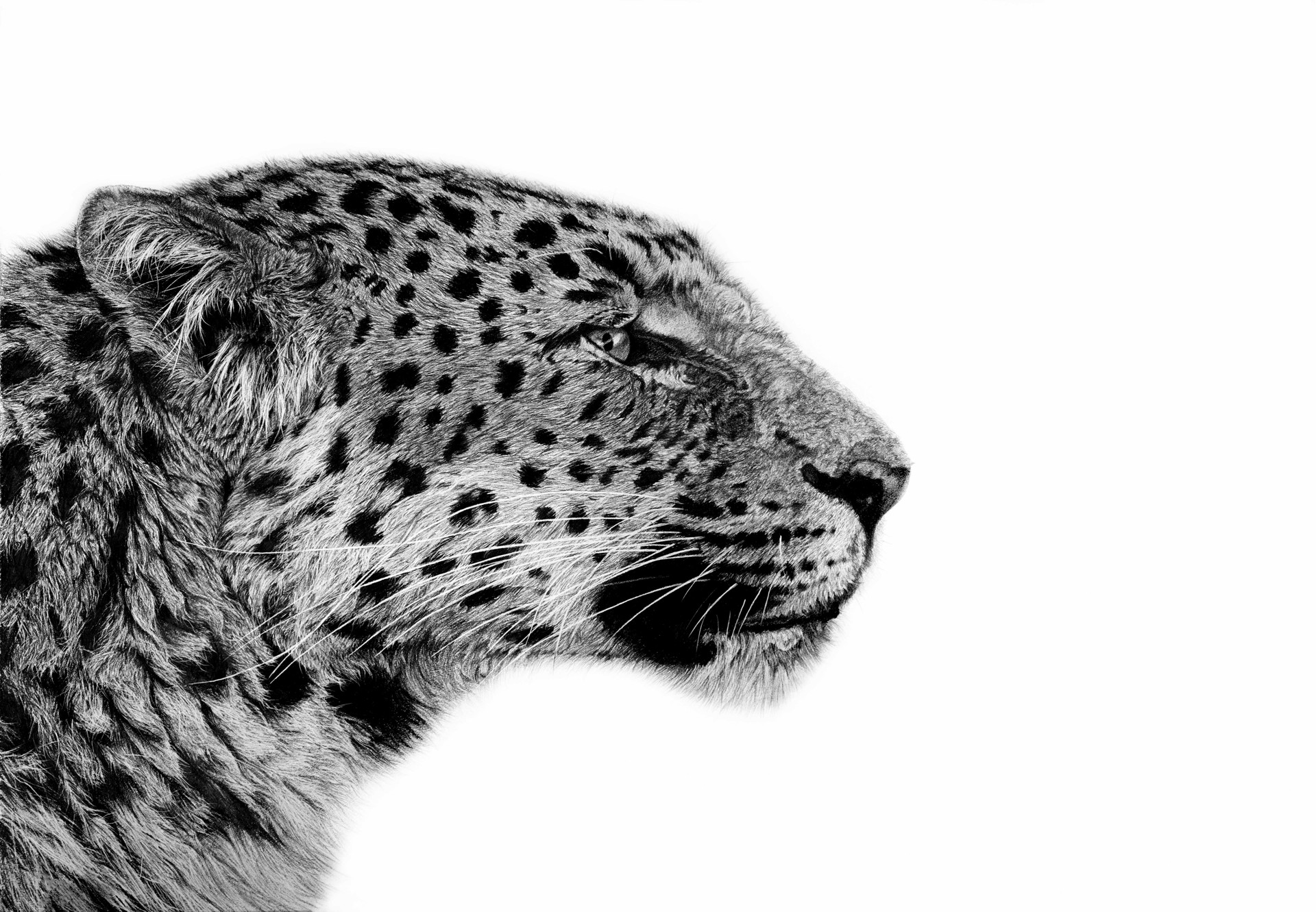 Leopardus by David Hunt