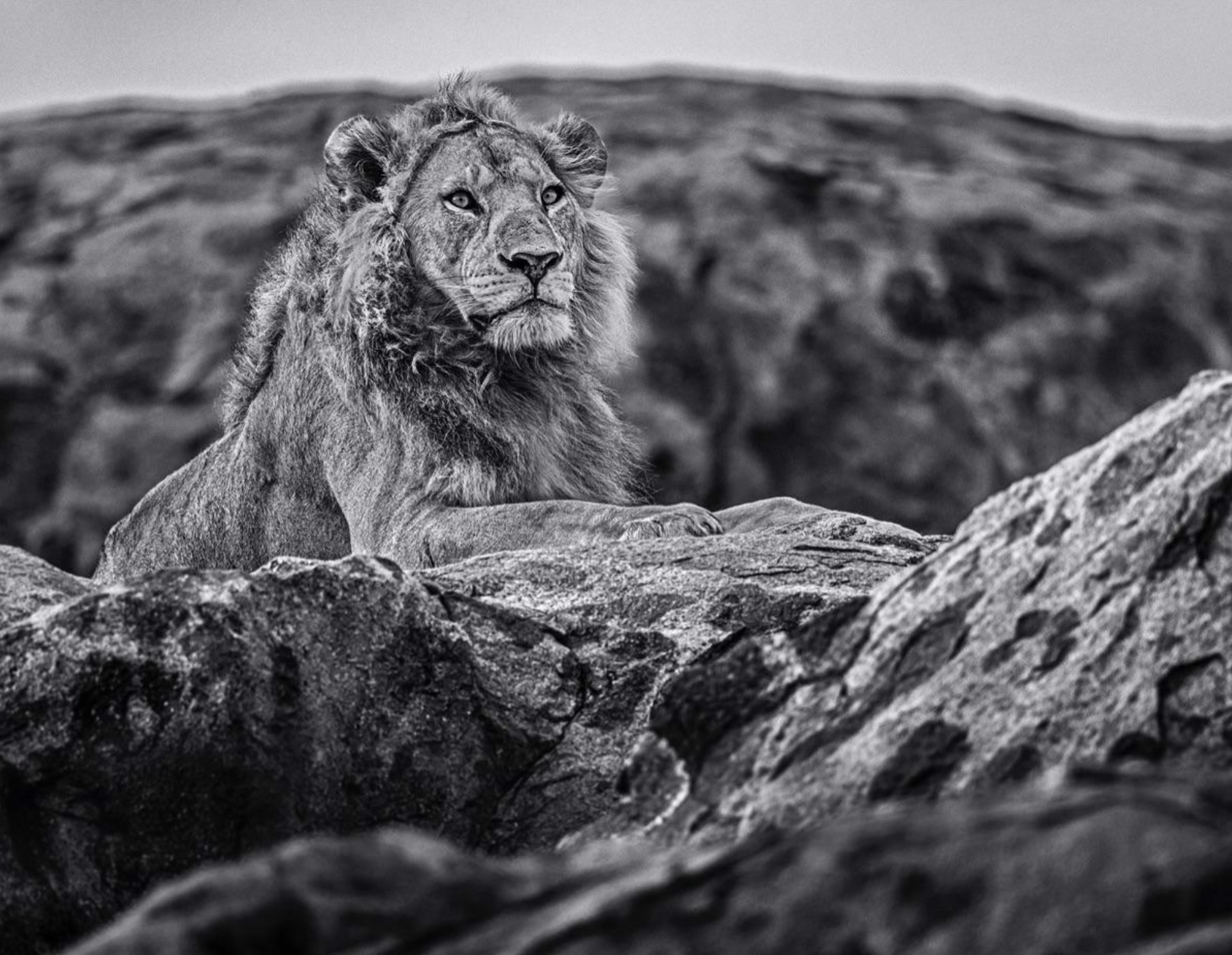Serengeti by David Yarrow