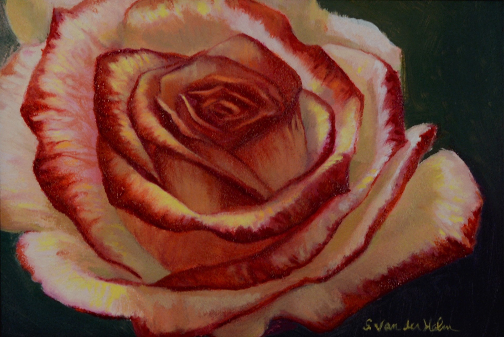Rose in Sun by Sarah van der Helm