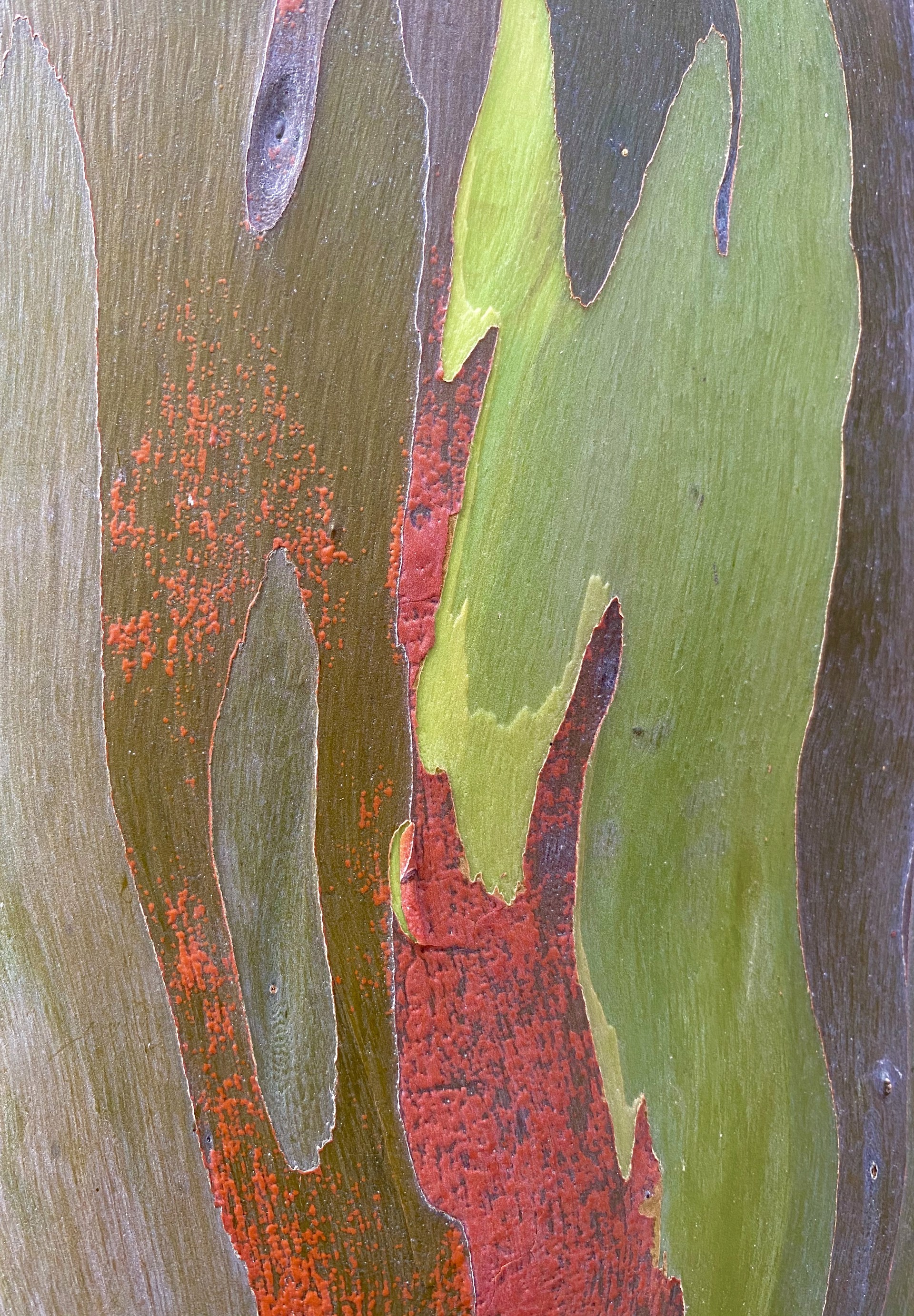 Rainbow Eucalyptus Tree, Florida 7 (Eucalyptus Deglupta) by Amy Kaslow