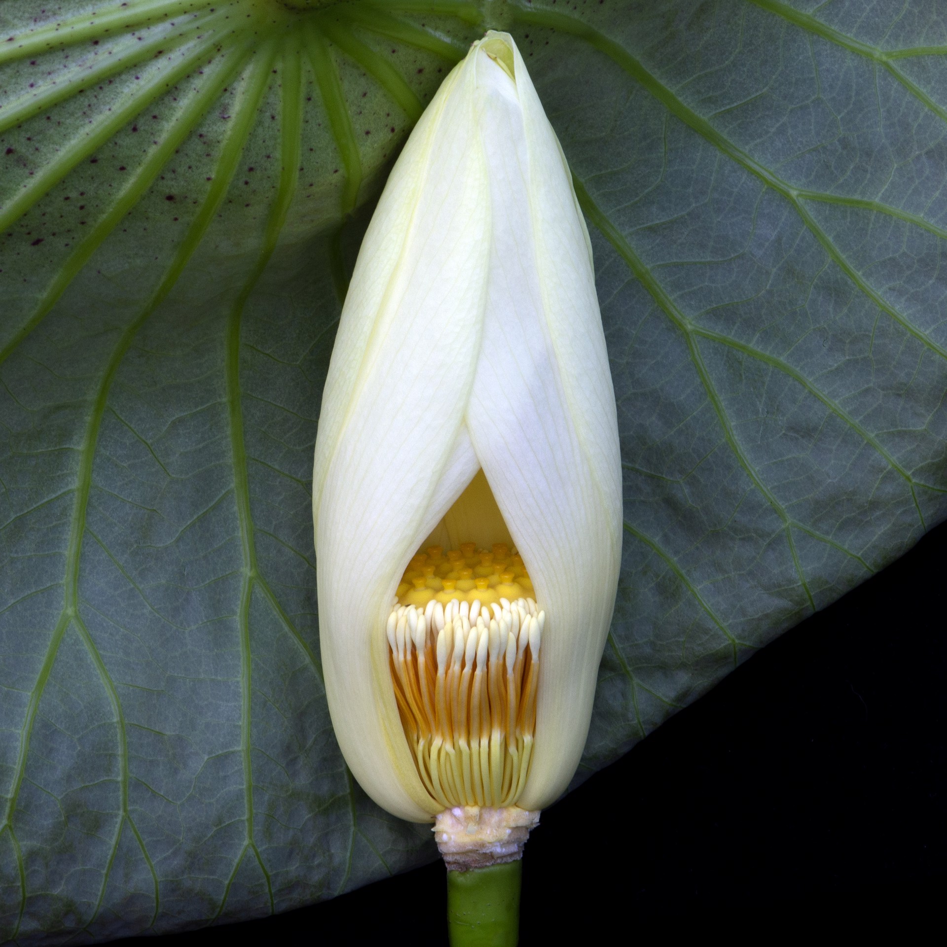 American lotus (Nelumbo lutea) 3746 by Molly Wood