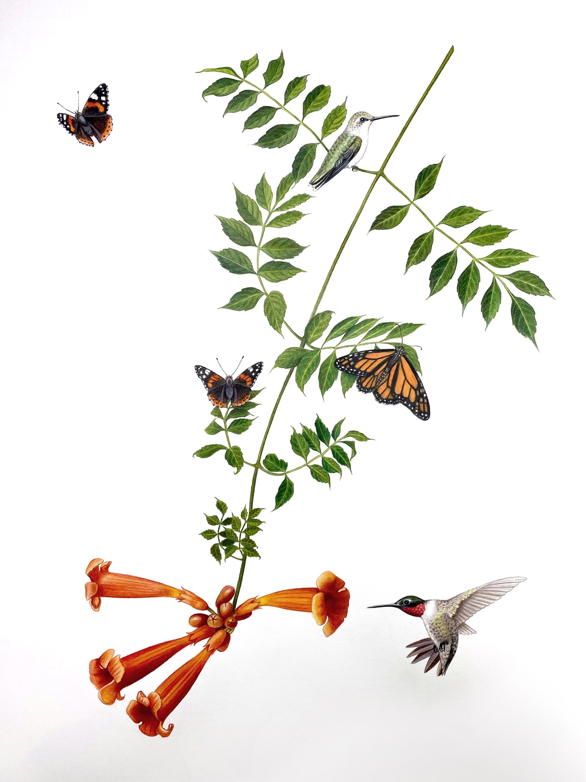 Trumpet Vine with Ruby Throated Hummingbird, Red Admirals & Monarch by Hannah Hanlon