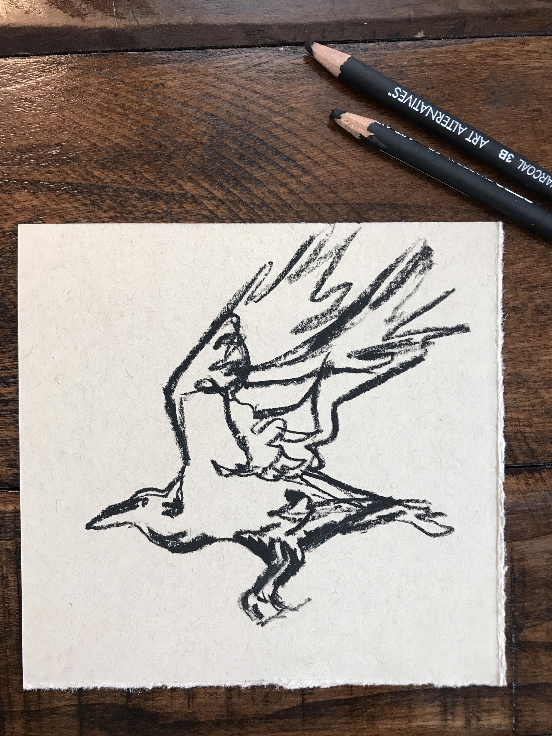 Crow Sketch by Noelle Holler