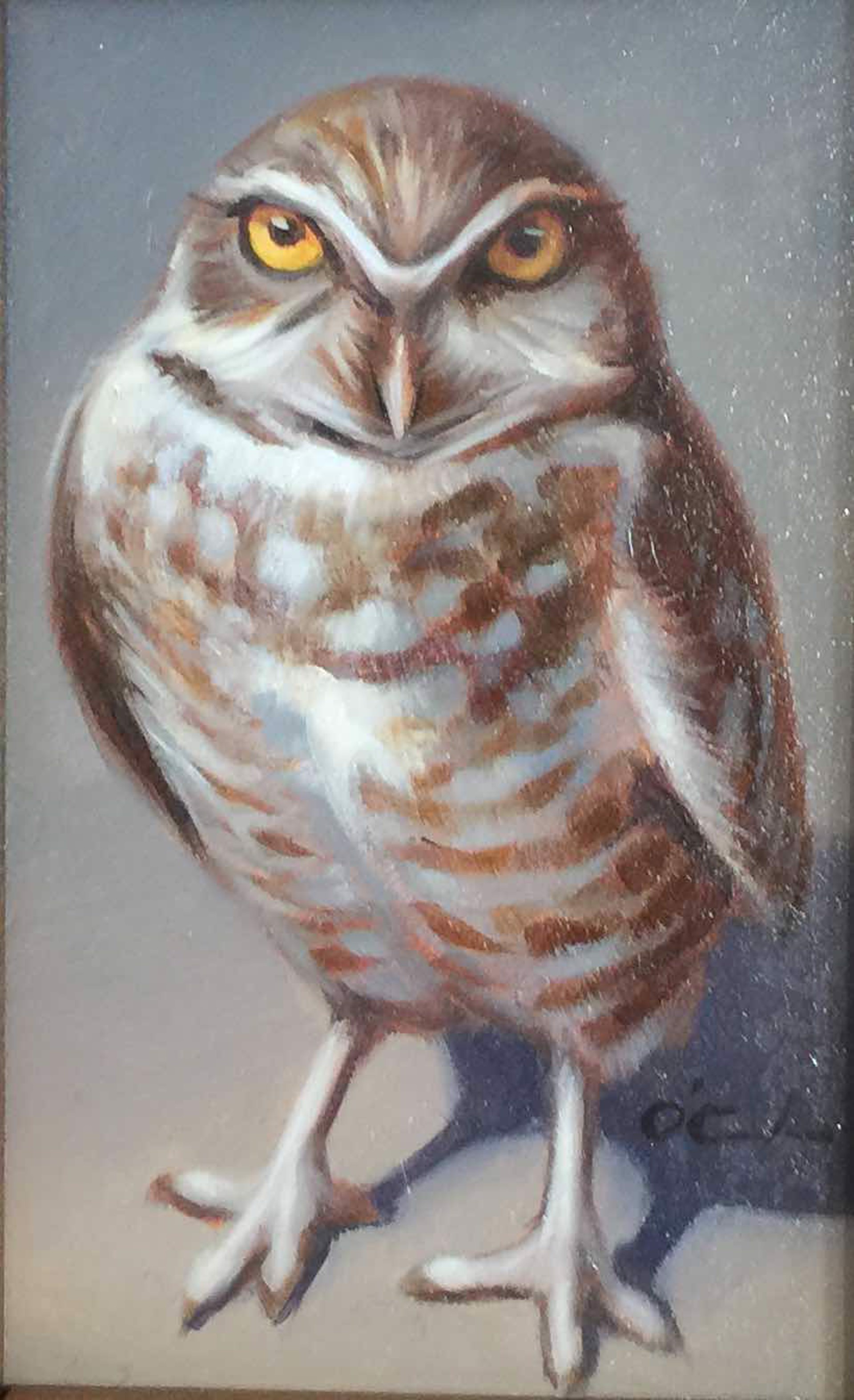 Burrowing Owl by Jennifer O'Cualain