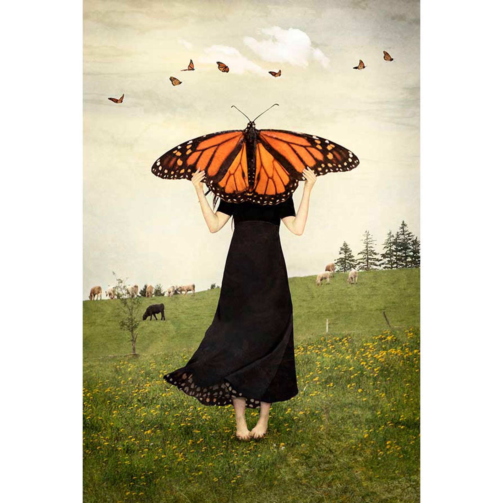 May Timid Wings Awaken by Elisabeth Ladwig